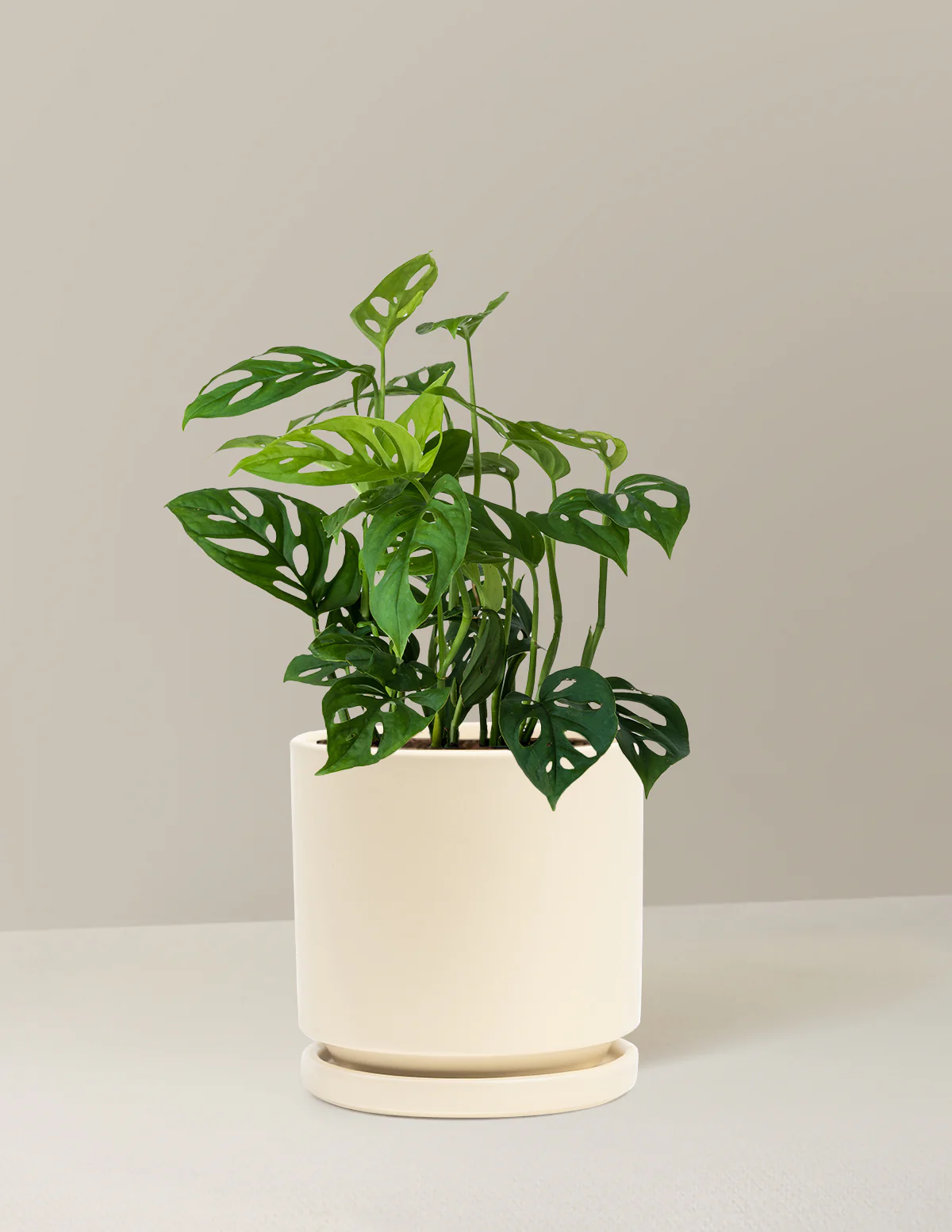 Monstera Esqueleto - Image 9
