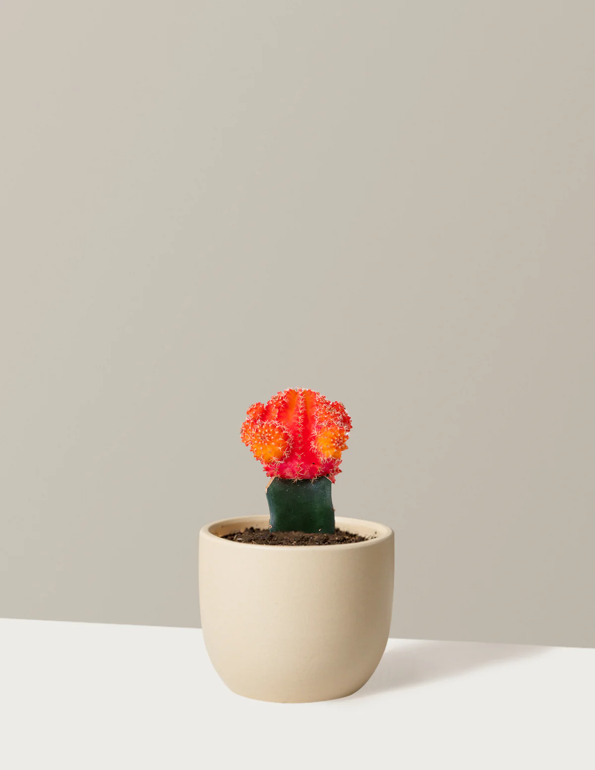 Moon Cactus