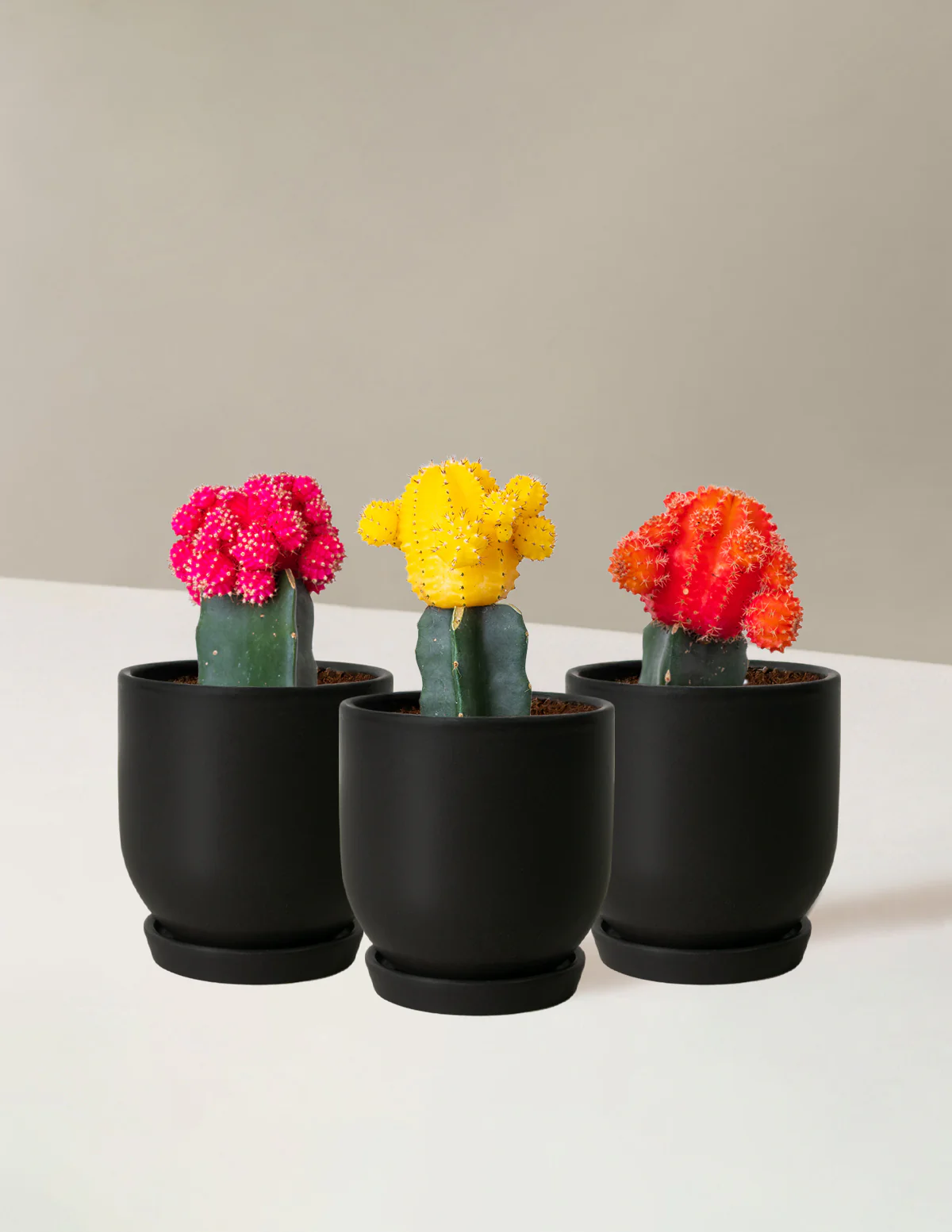 Moon Cactus - Image 10