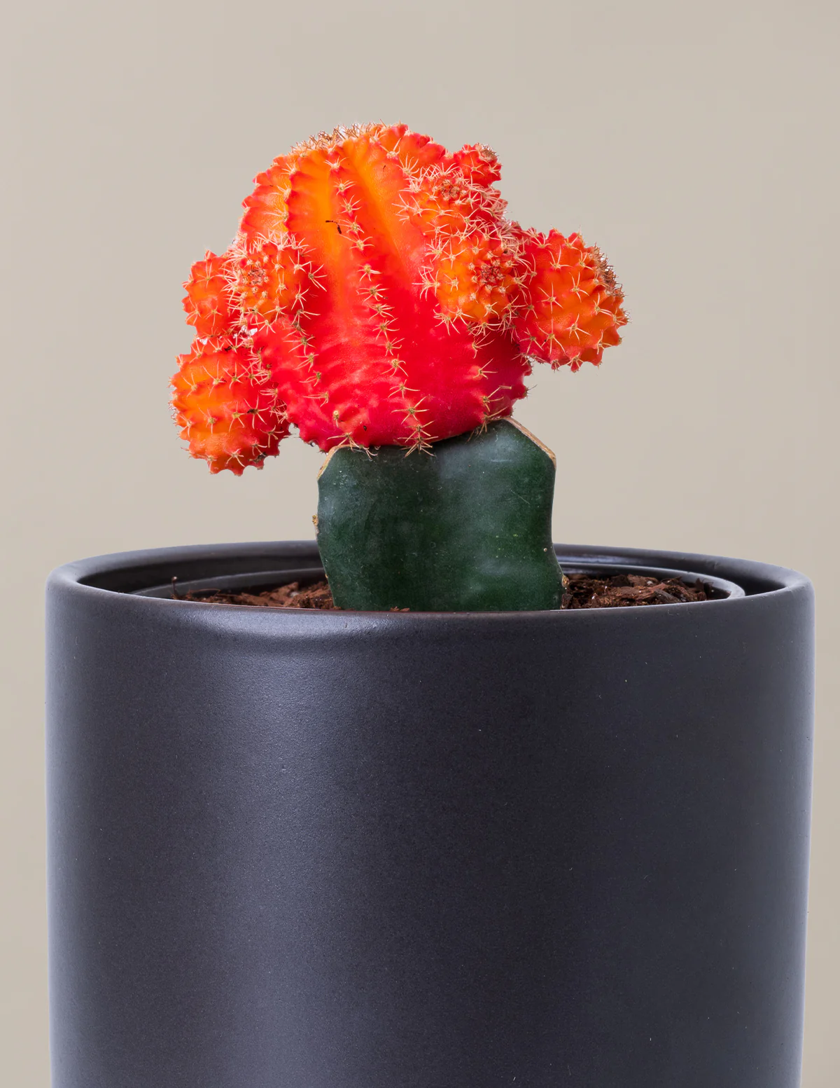 Moon Cactus - Image 11