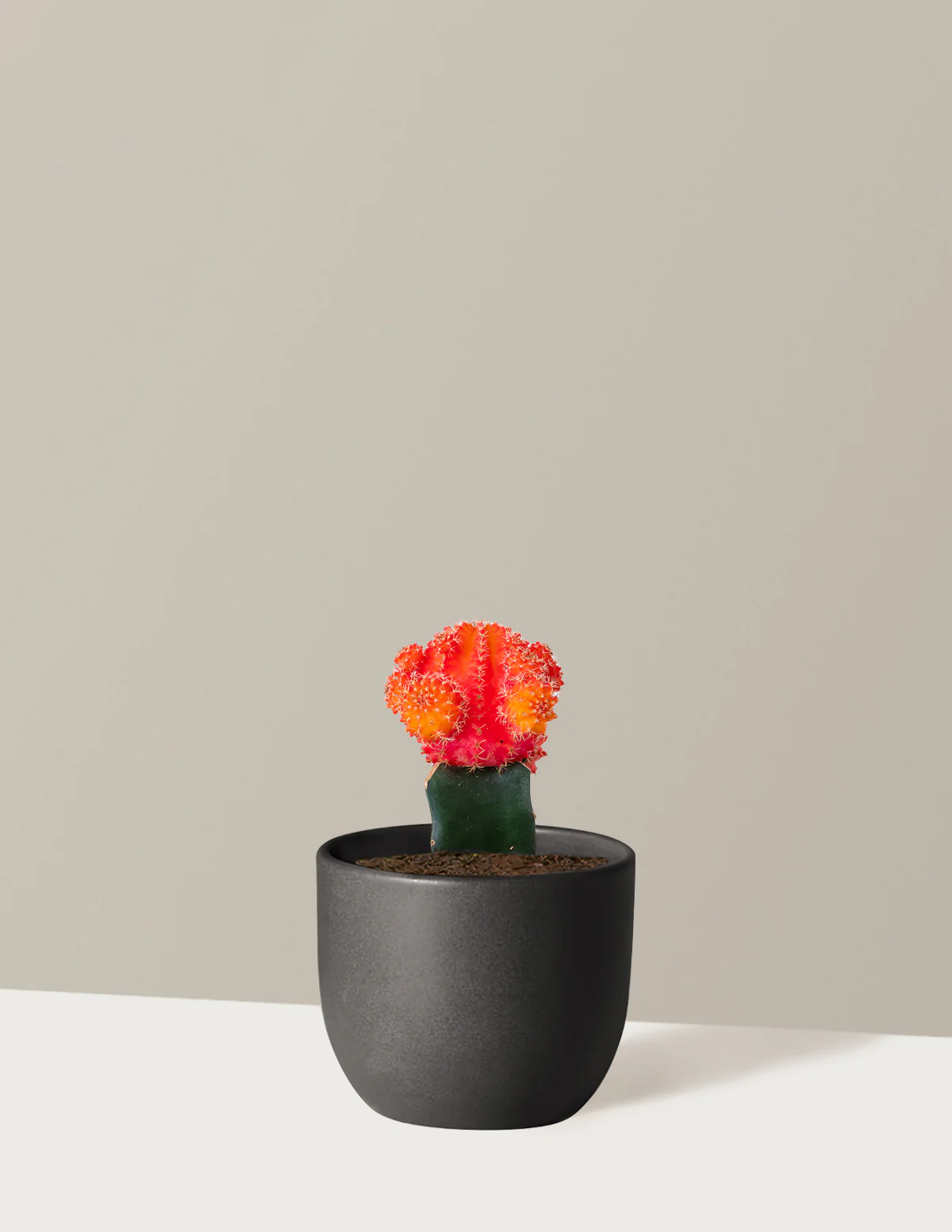 Moon Cactus - Image 12