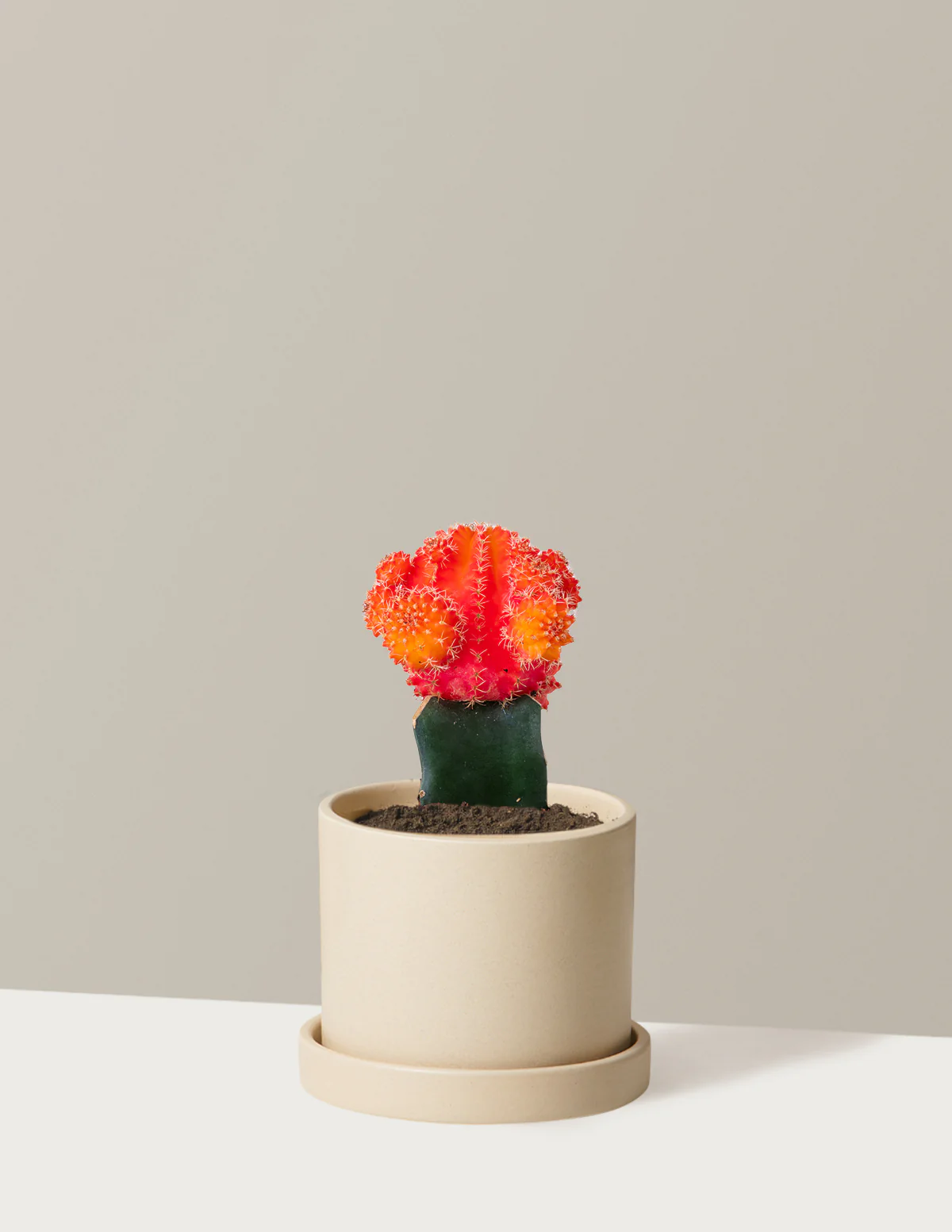 Moon Cactus - Image 13