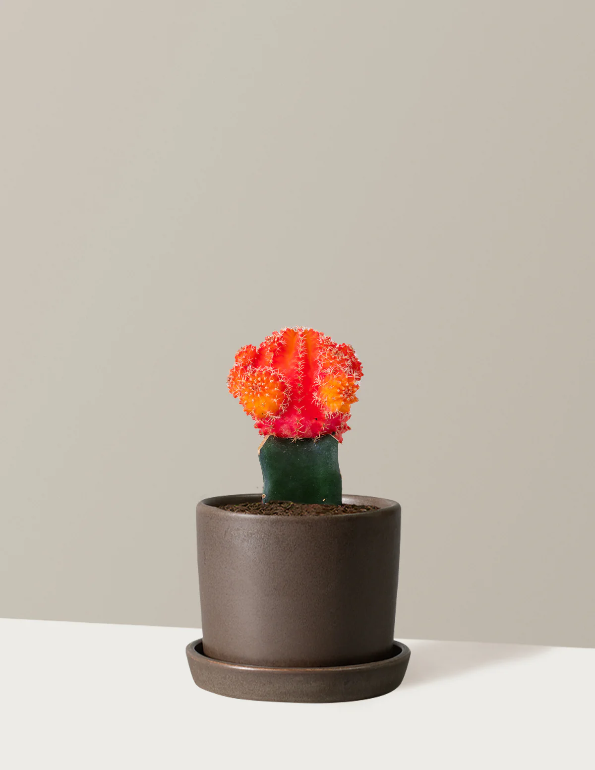 Moon Cactus - Image 14