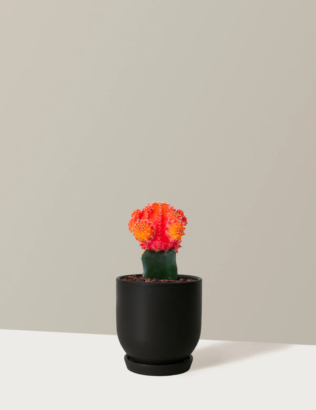 Moon Cactus - Image 15