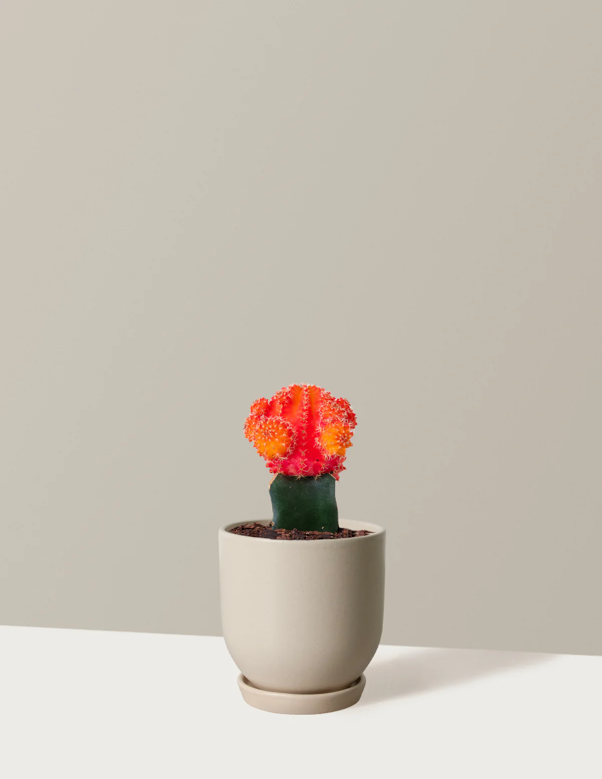 Moon Cactus - Image 16