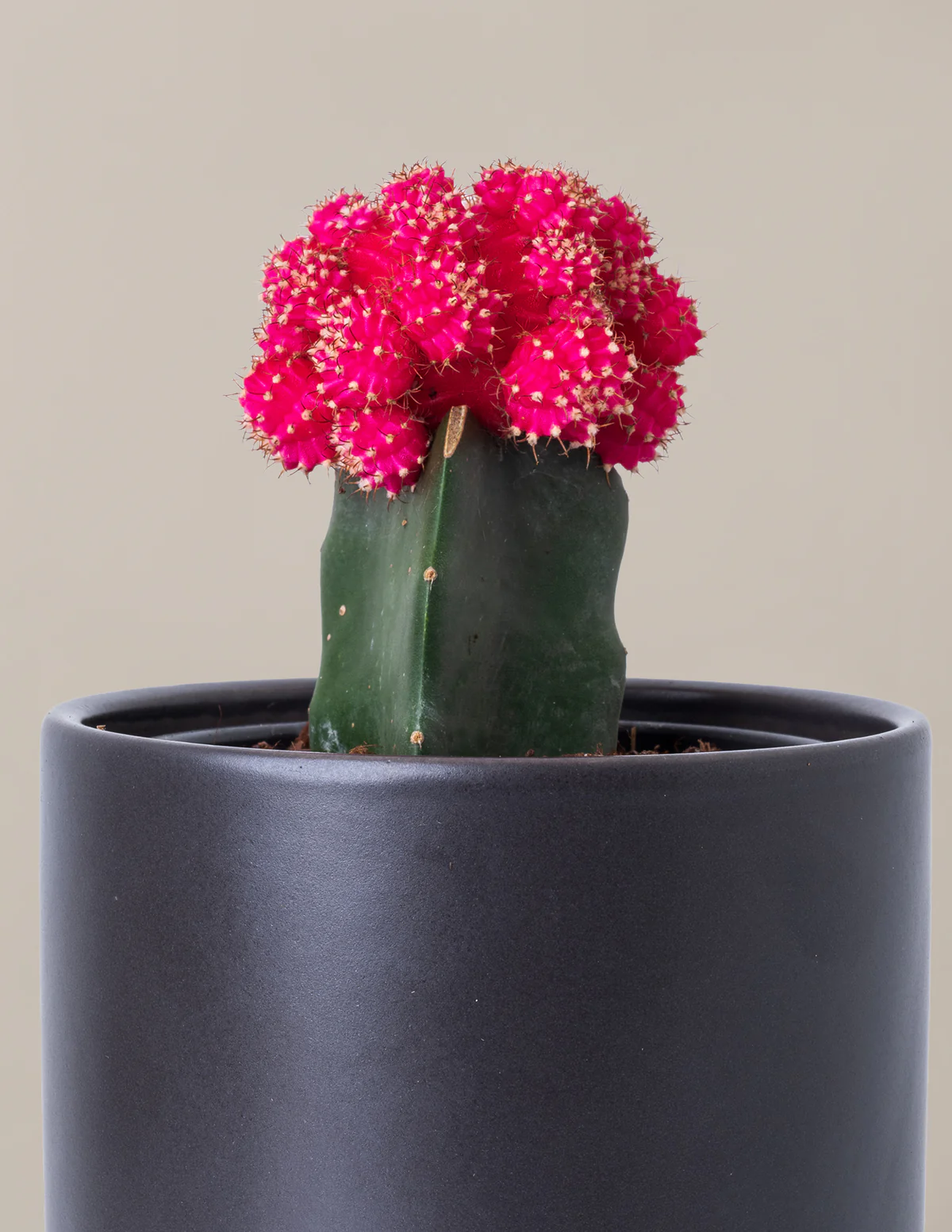 Moon Cactus - Image 17