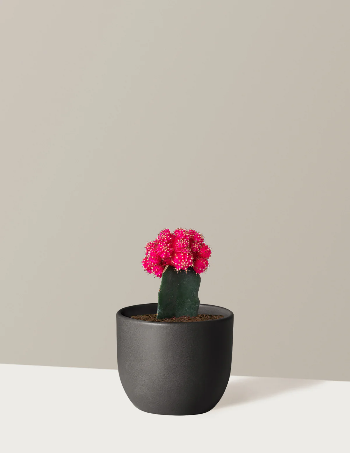 Moon Cactus - Image 18