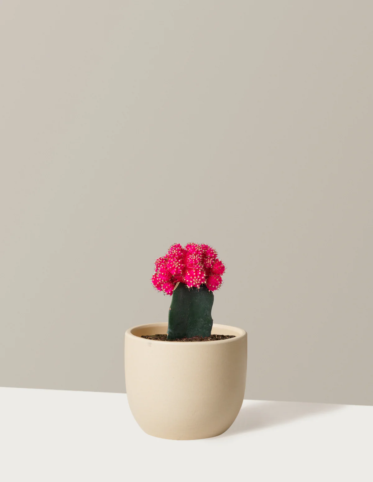 Moon Cactus - Image 19