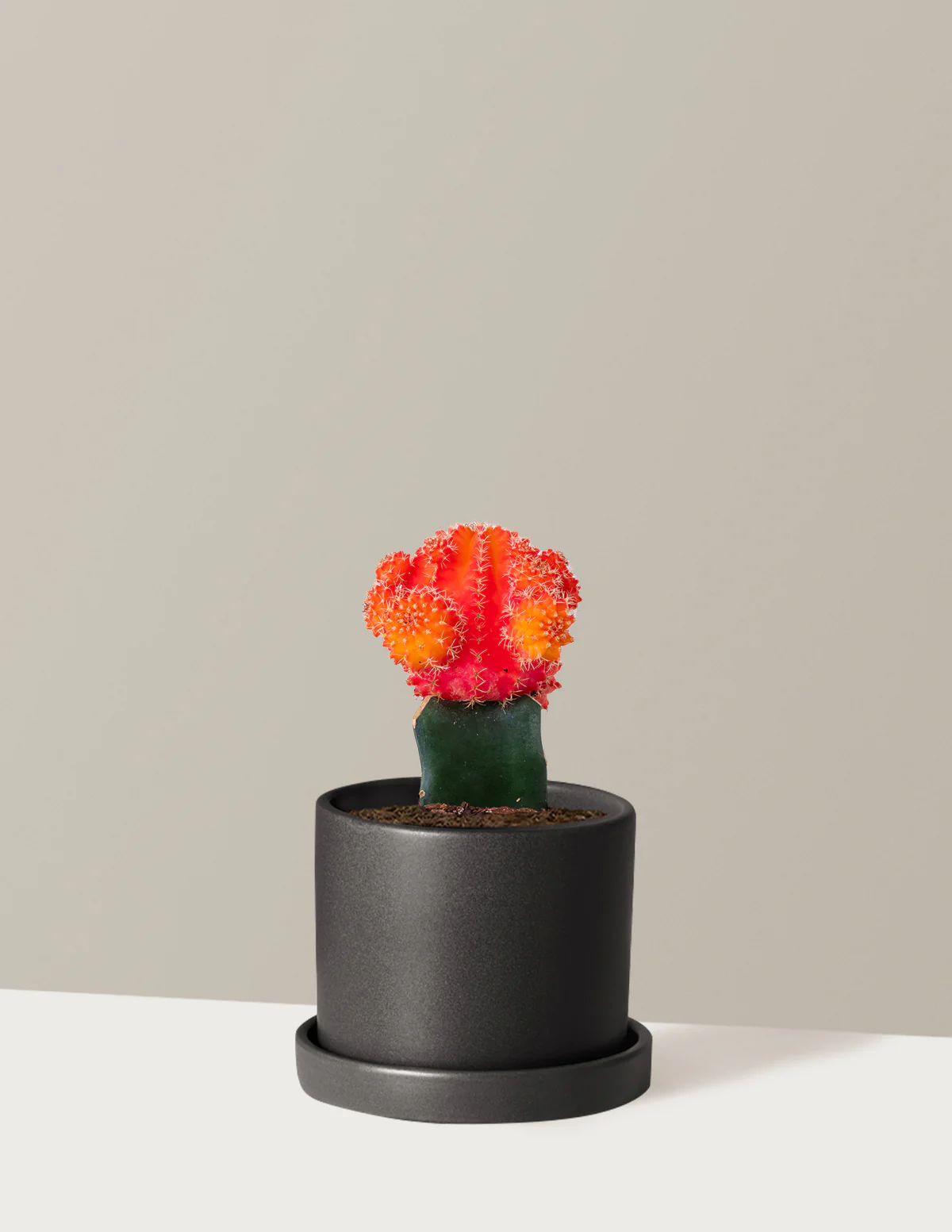 Moon Cactus - Image 2