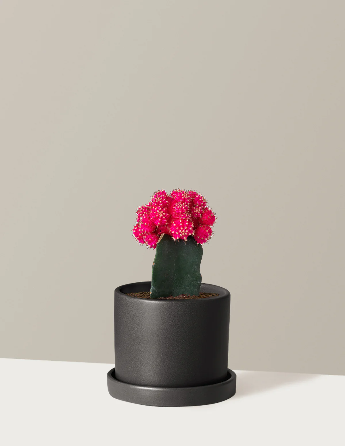 Moon Cactus - Image 20