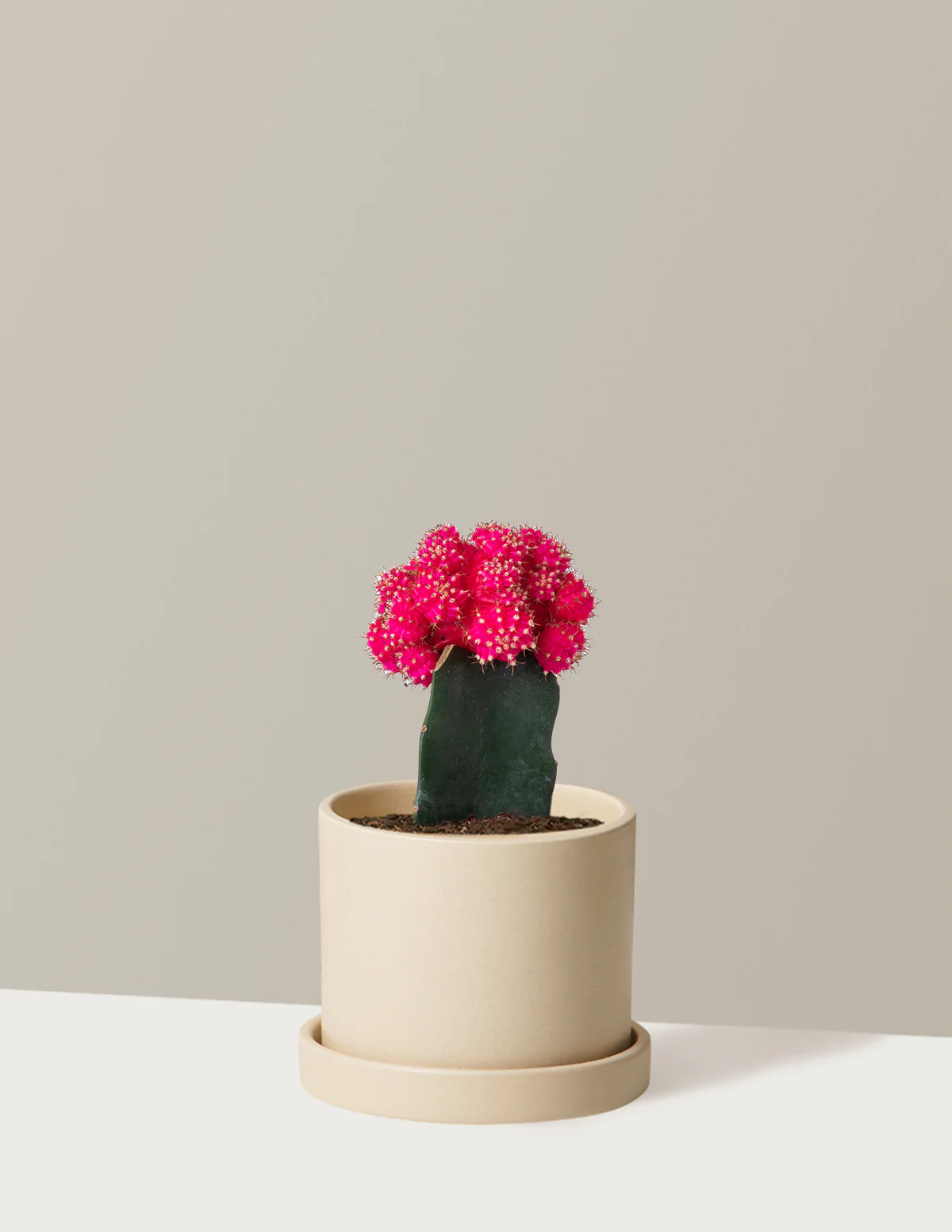Moon Cactus - Image 21