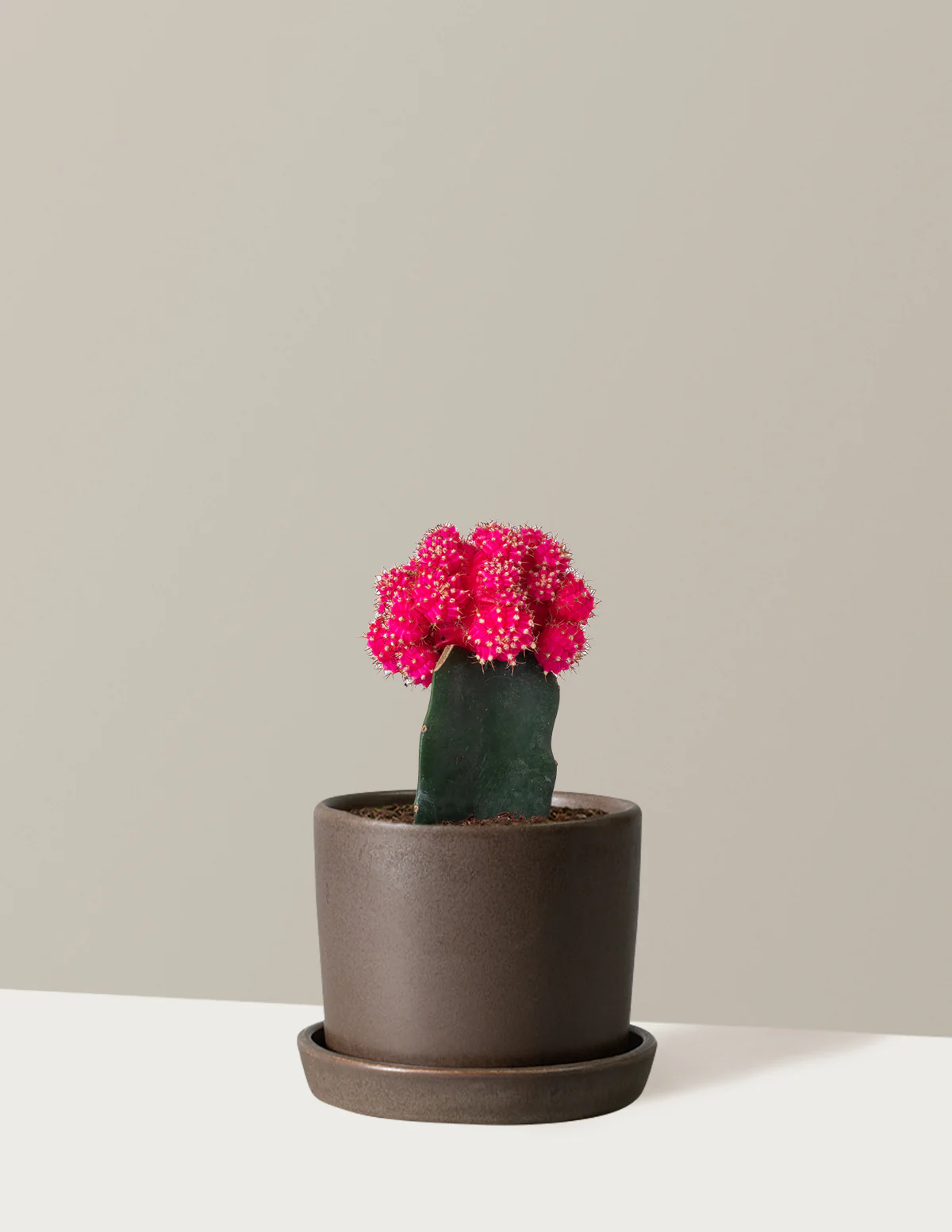 Moon Cactus - Image 22