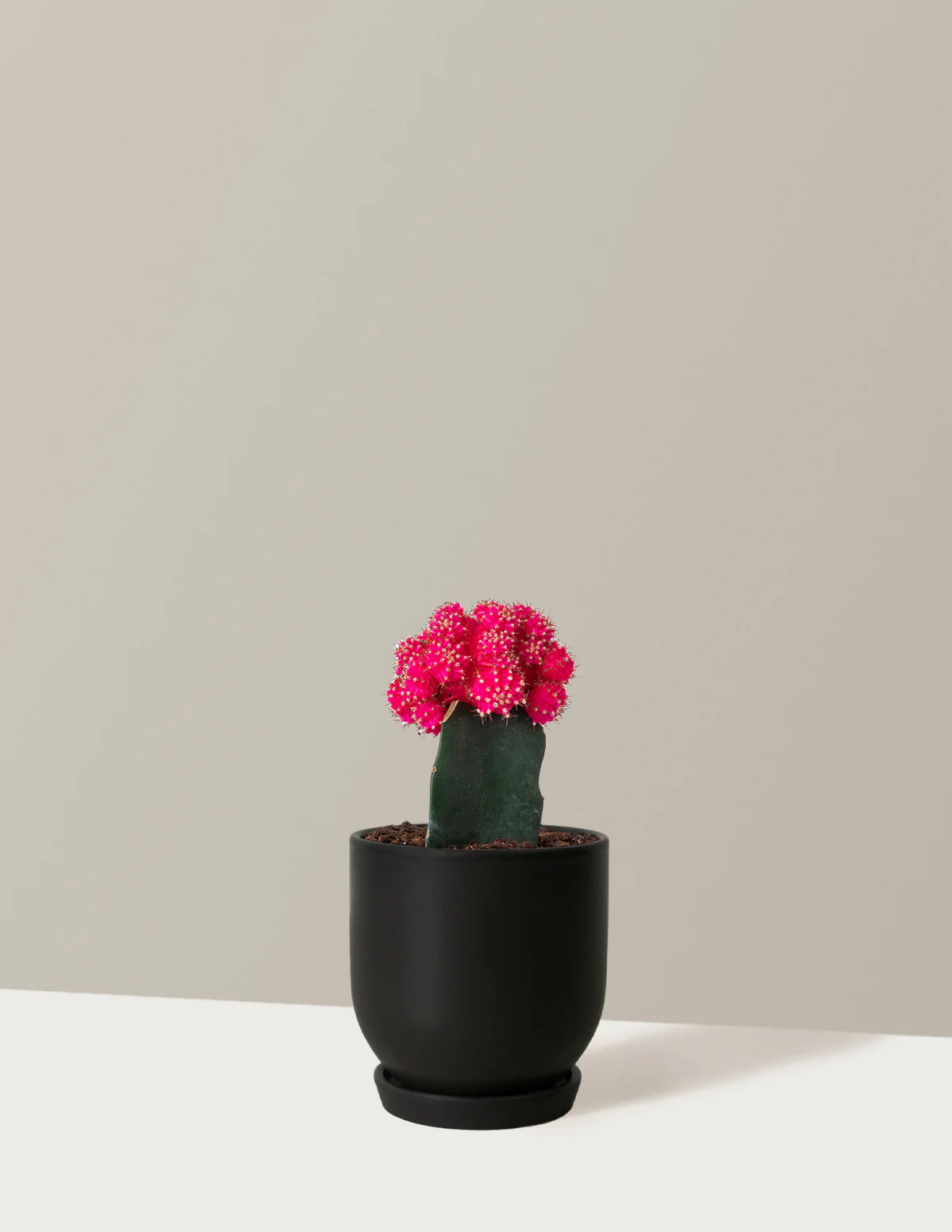 Moon Cactus - Image 23