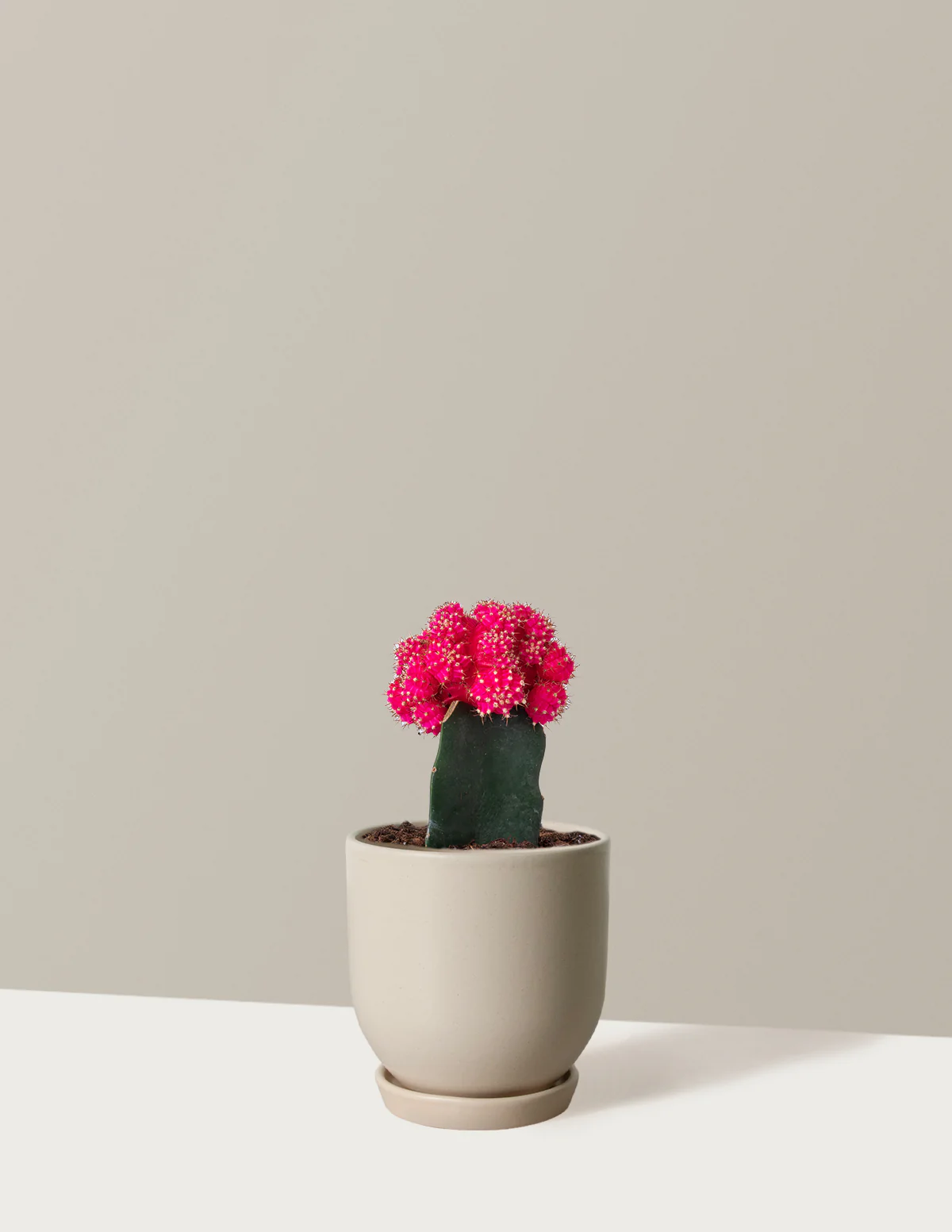 Moon Cactus - Image 24