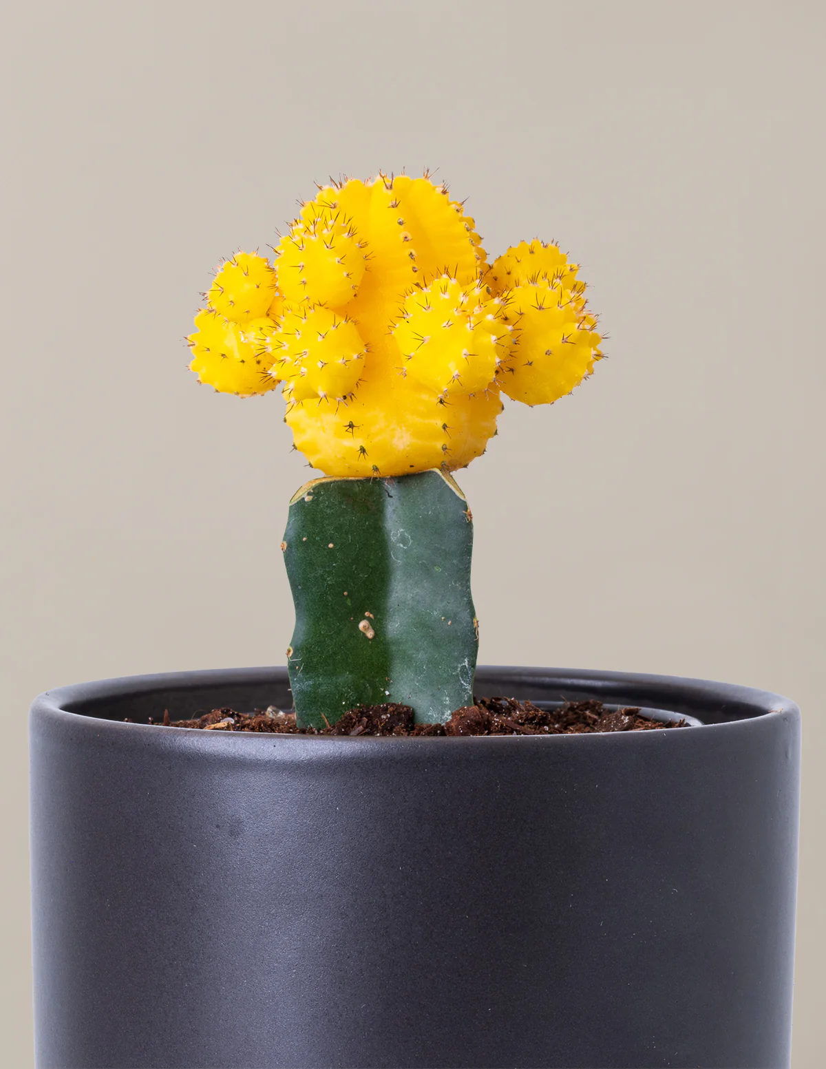 Moon Cactus - Image 25