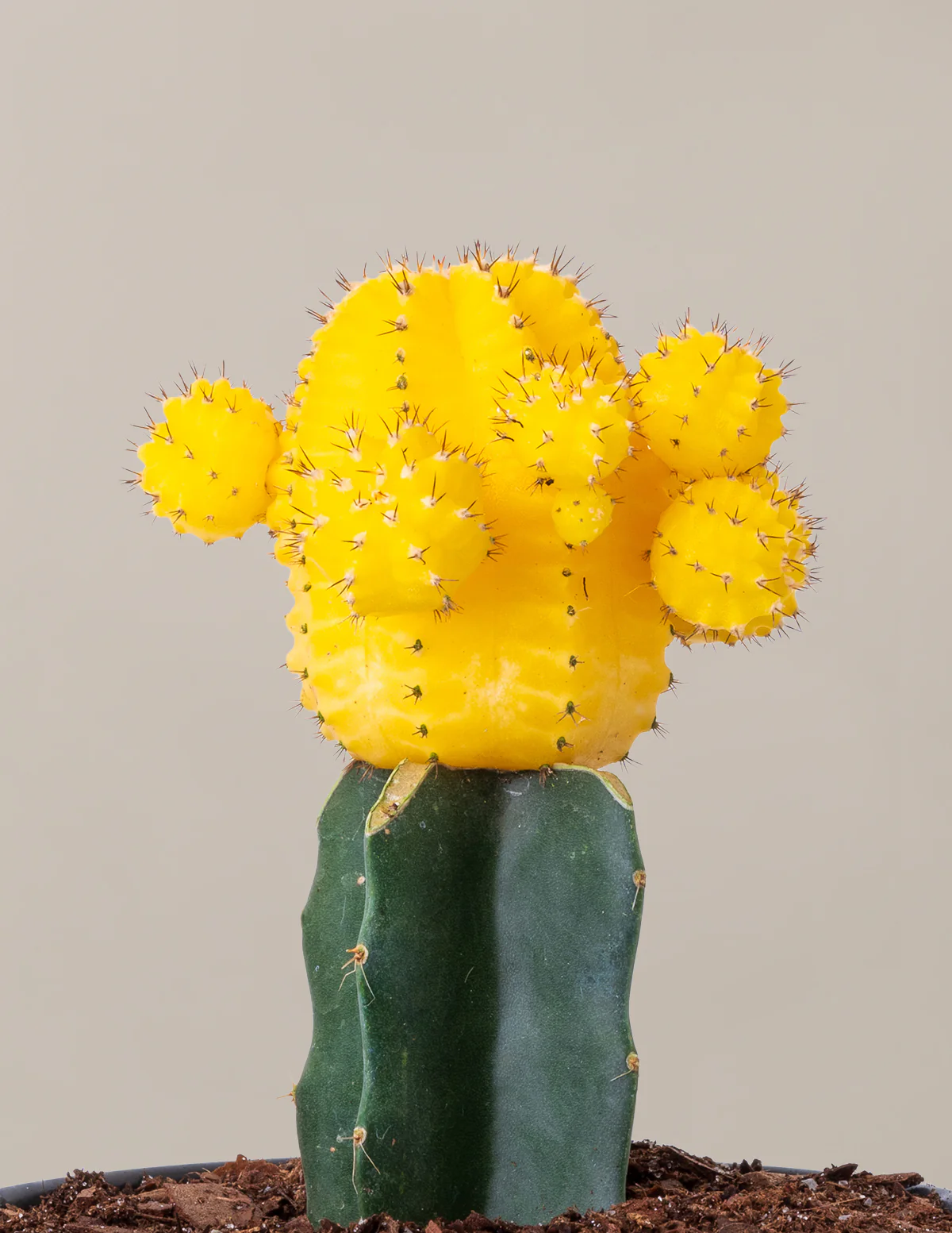 Moon Cactus - Image 26
