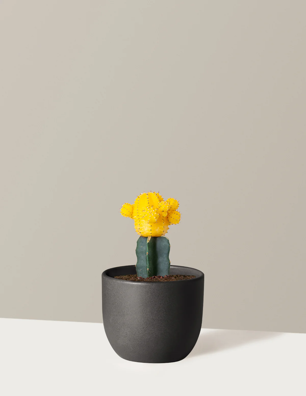 Moon Cactus - Image 27