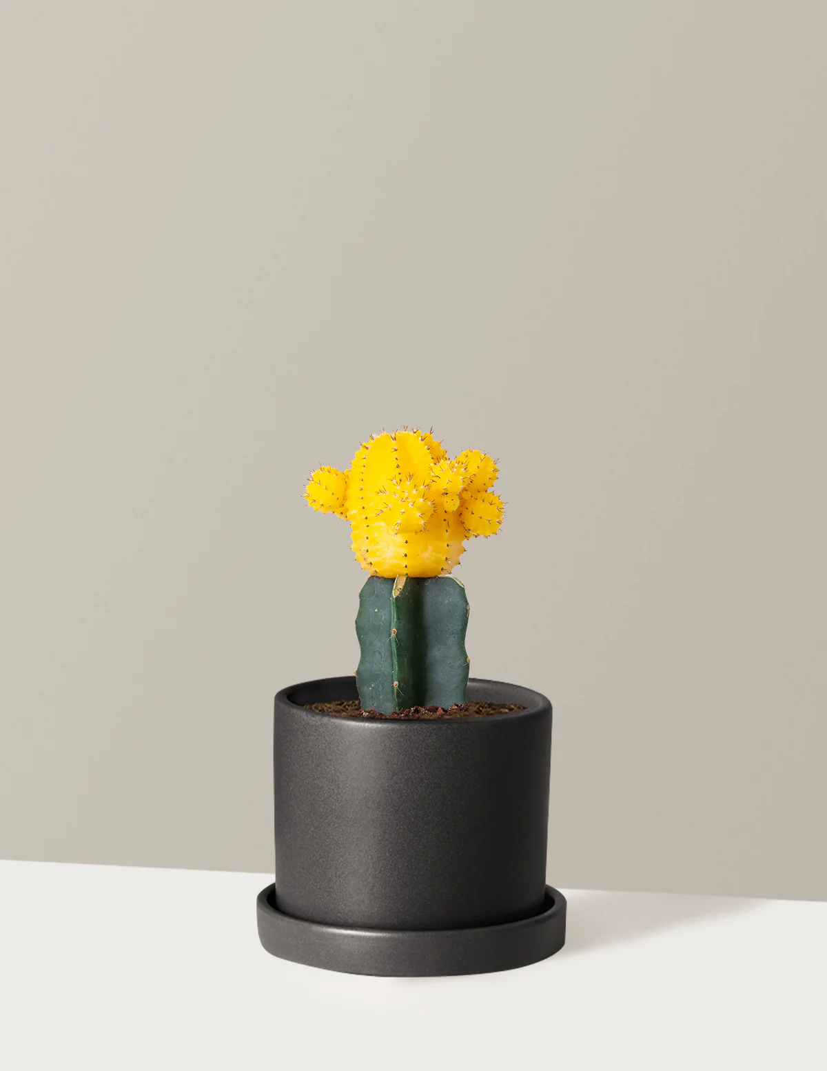 Moon Cactus - Image 28