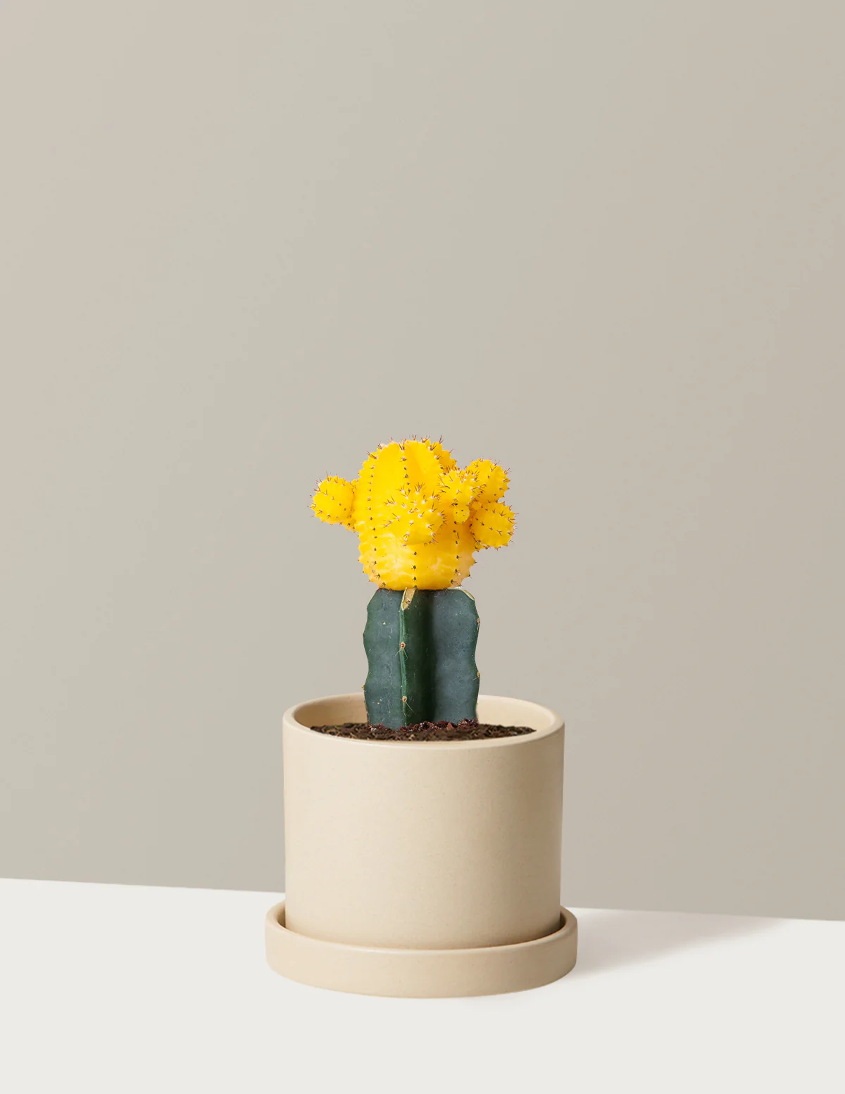 Moon Cactus - Image 29