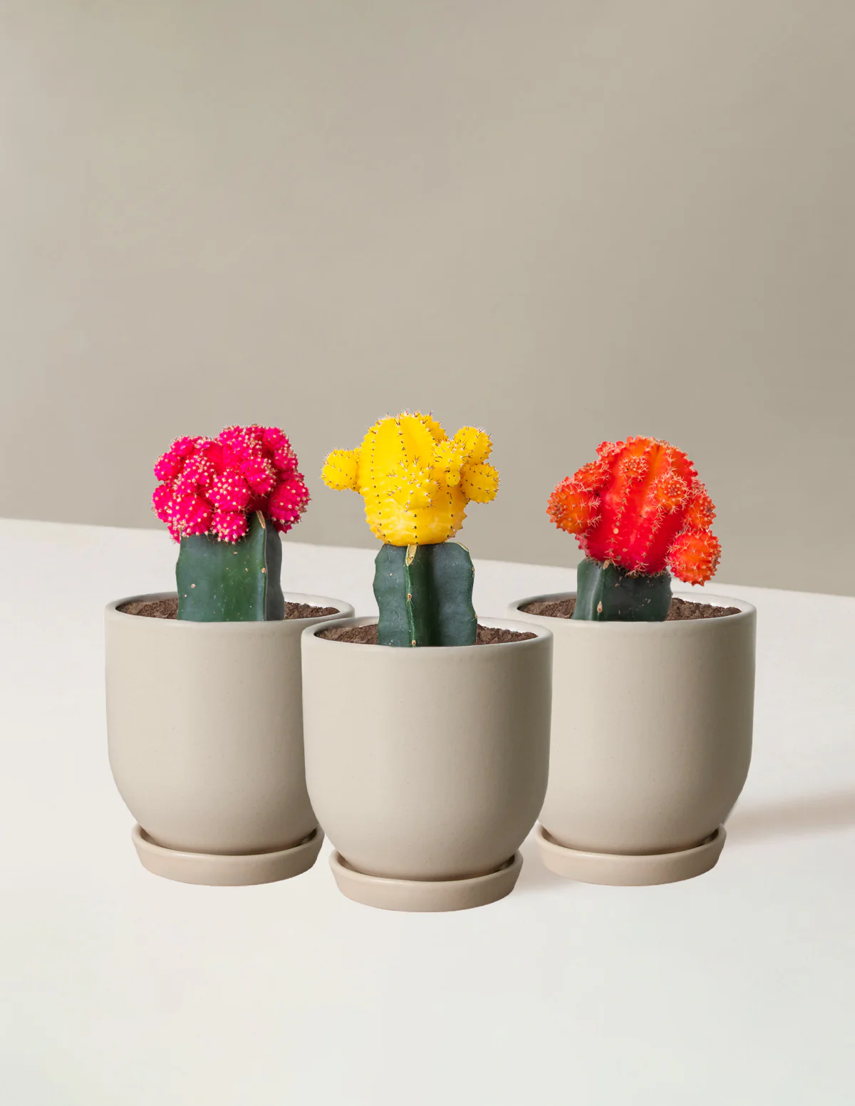 Moon Cactus - Image 3