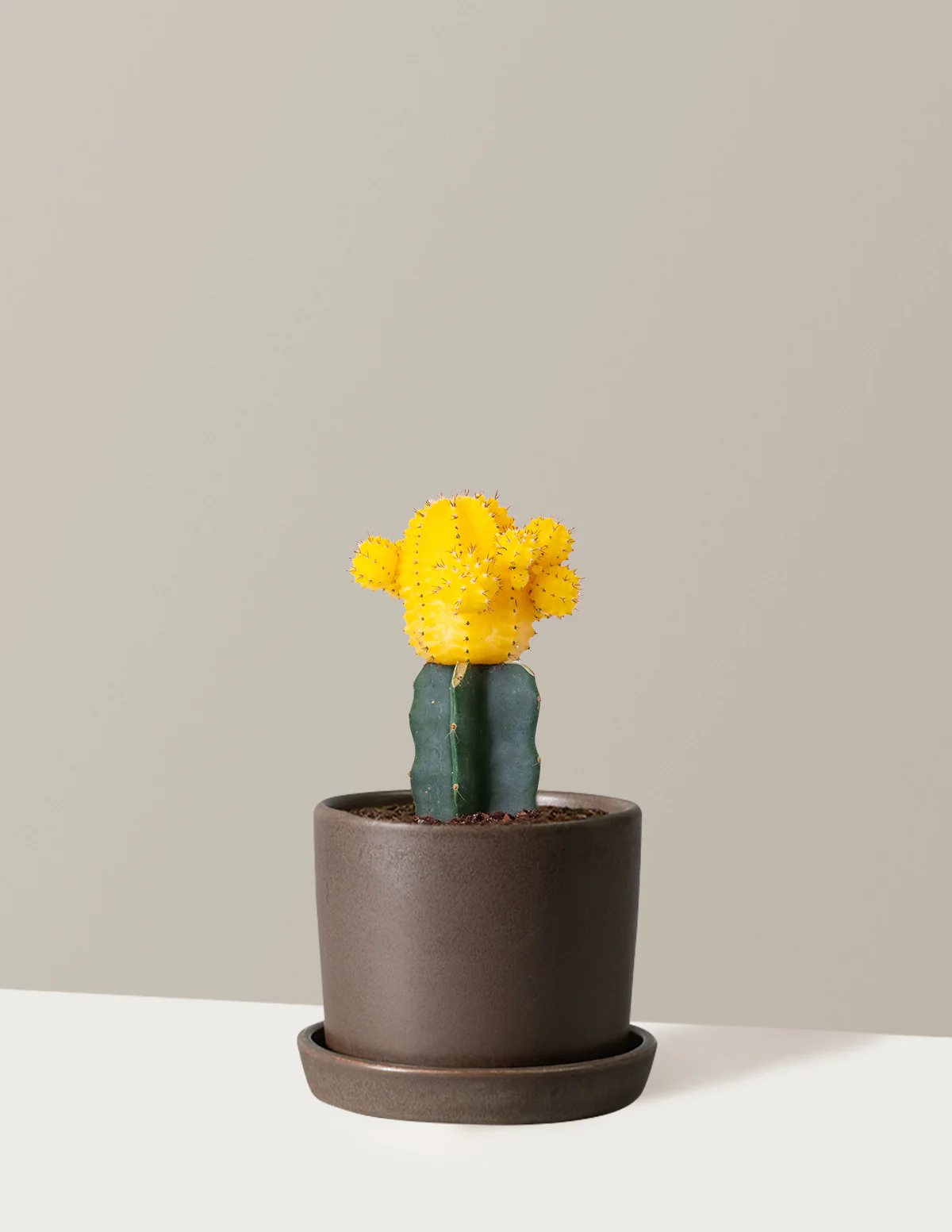Moon Cactus - Image 30