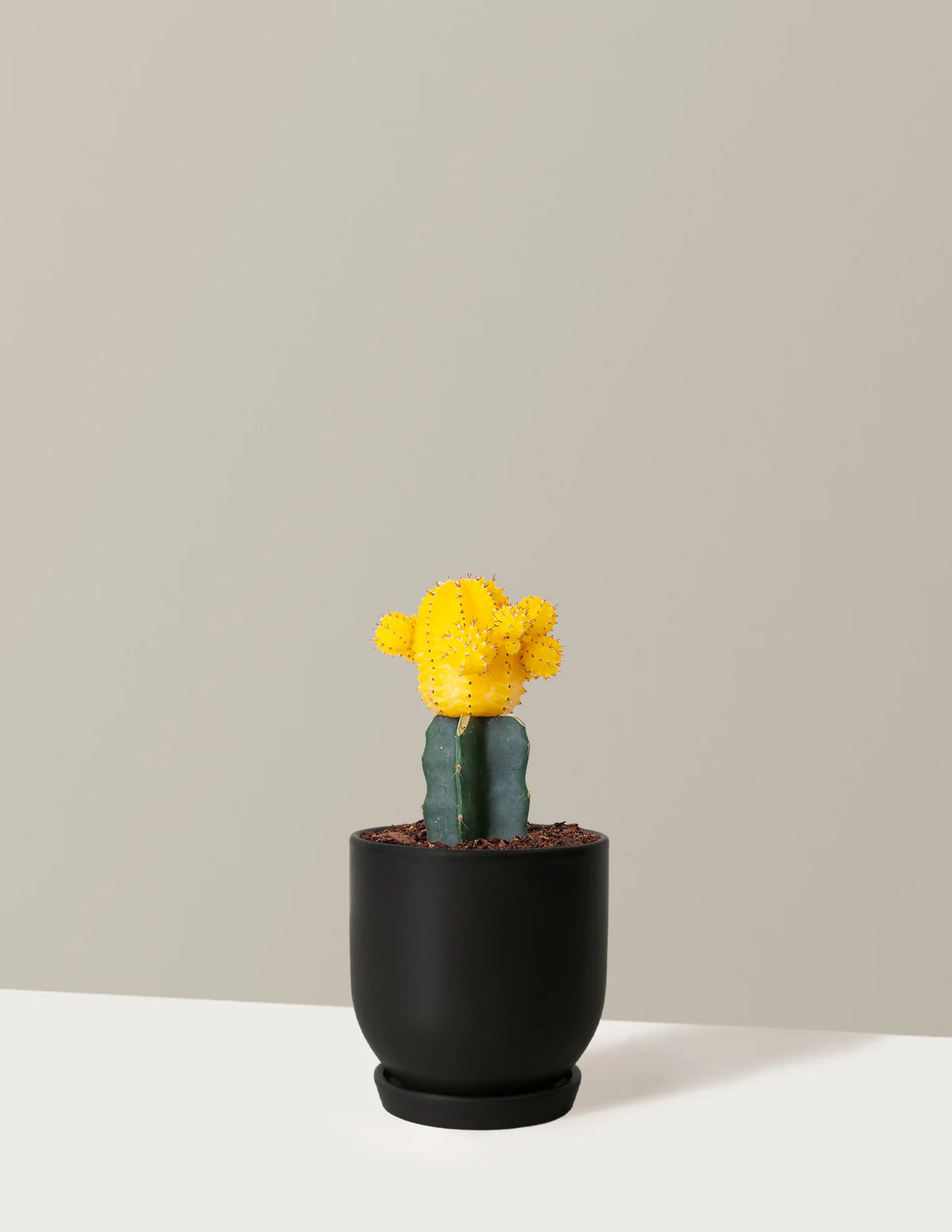 Moon Cactus - Image 31