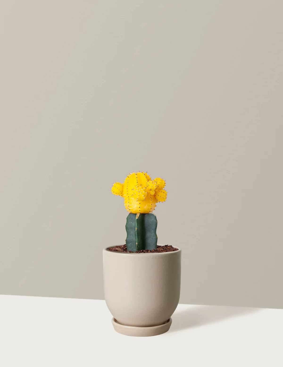 Moon Cactus - Image 32