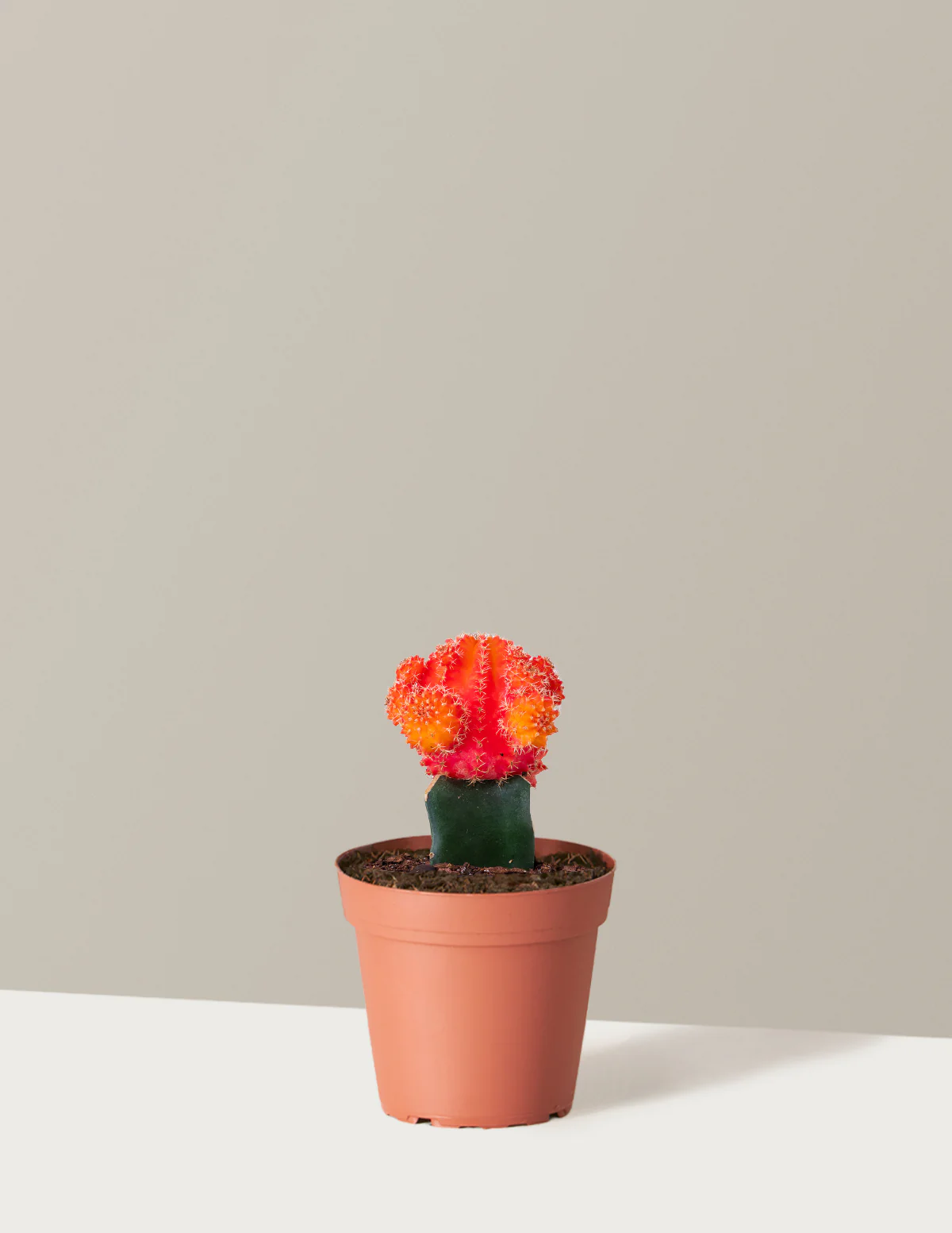 Moon Cactus - Image 33