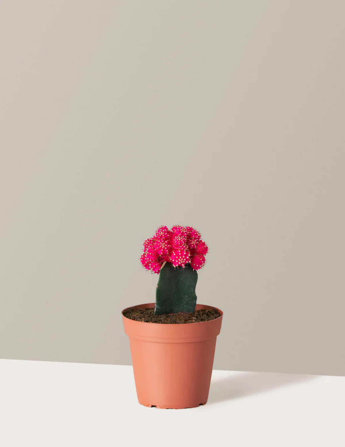 Moon Cactus - Image 34