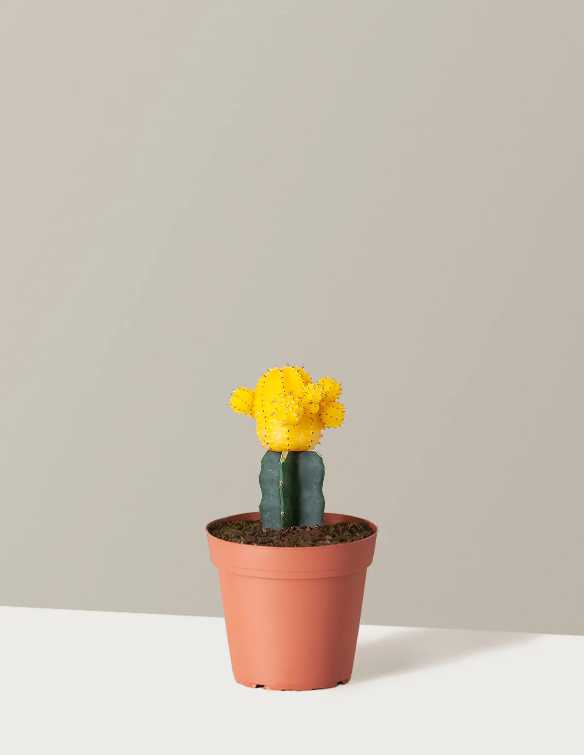 Moon Cactus - Image 35