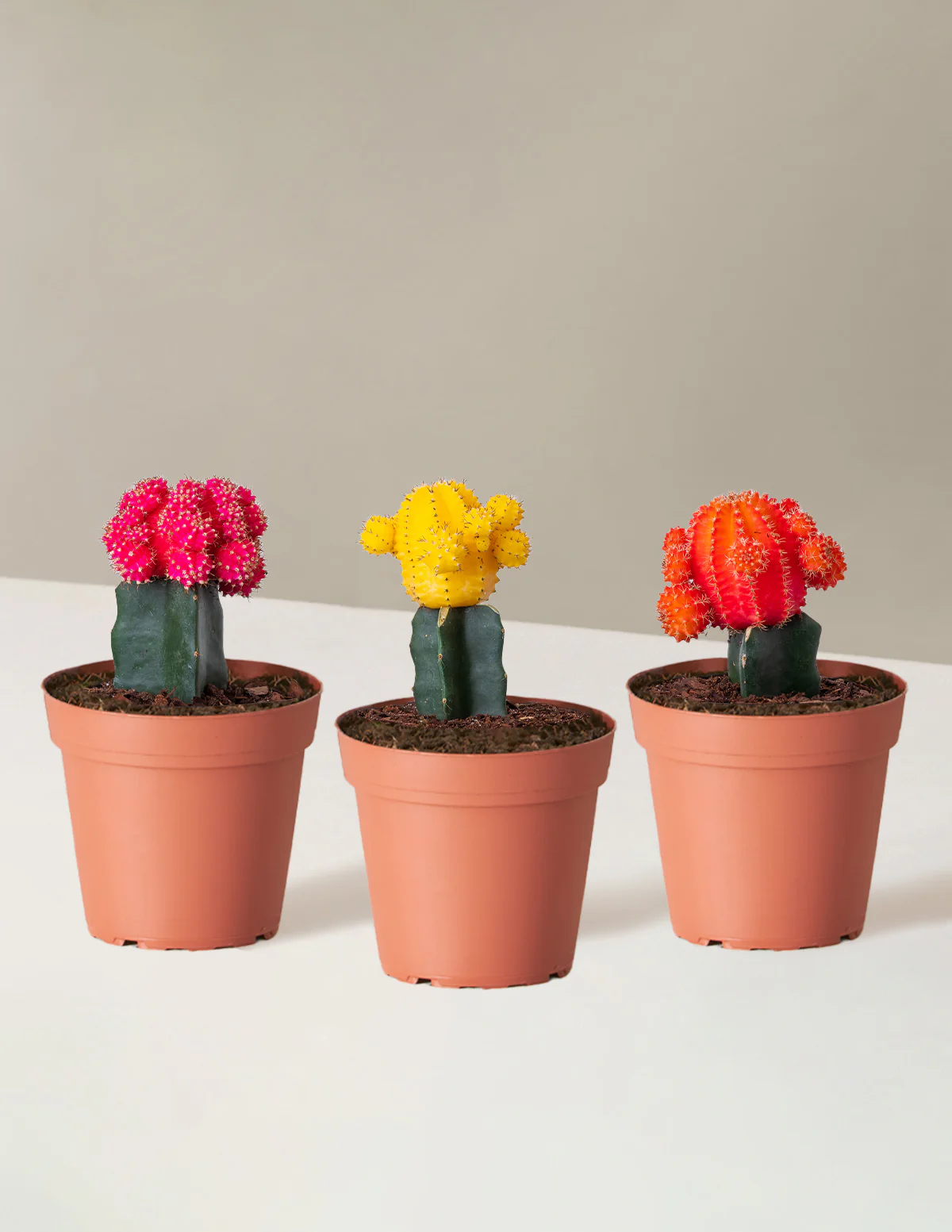 Moon Cactus - Image 36