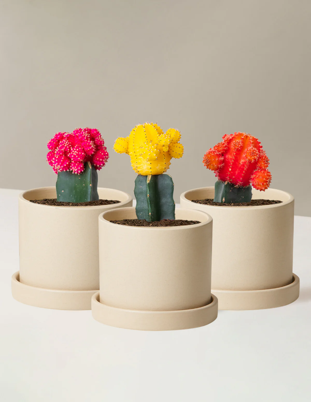 Moon Cactus - Image 4