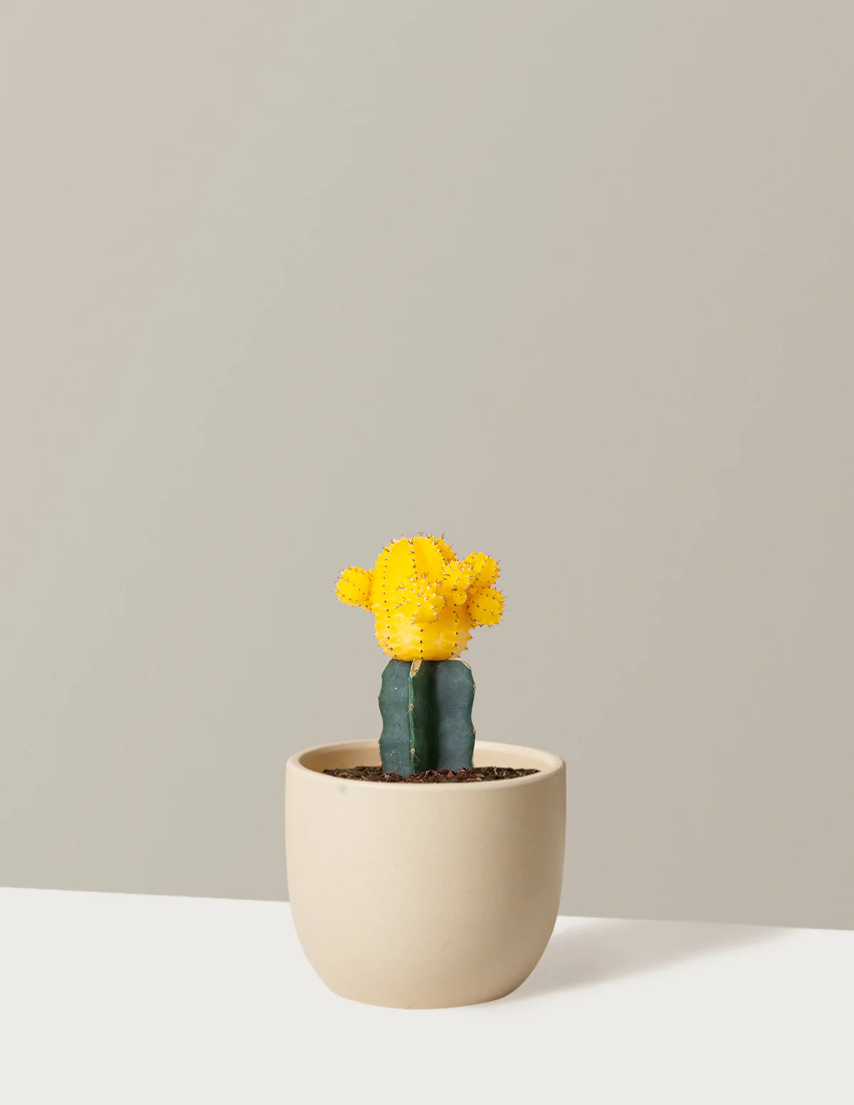 Moon Cactus - Image 5