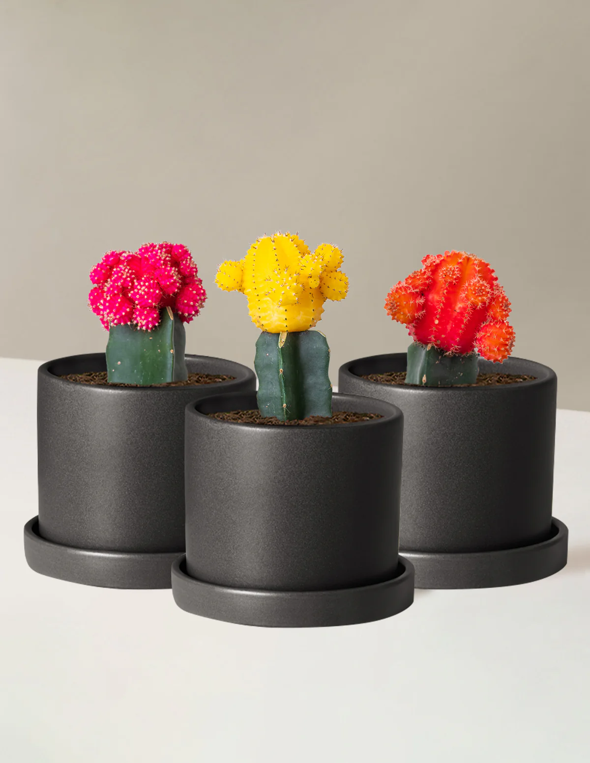 Moon Cactus - Image 6