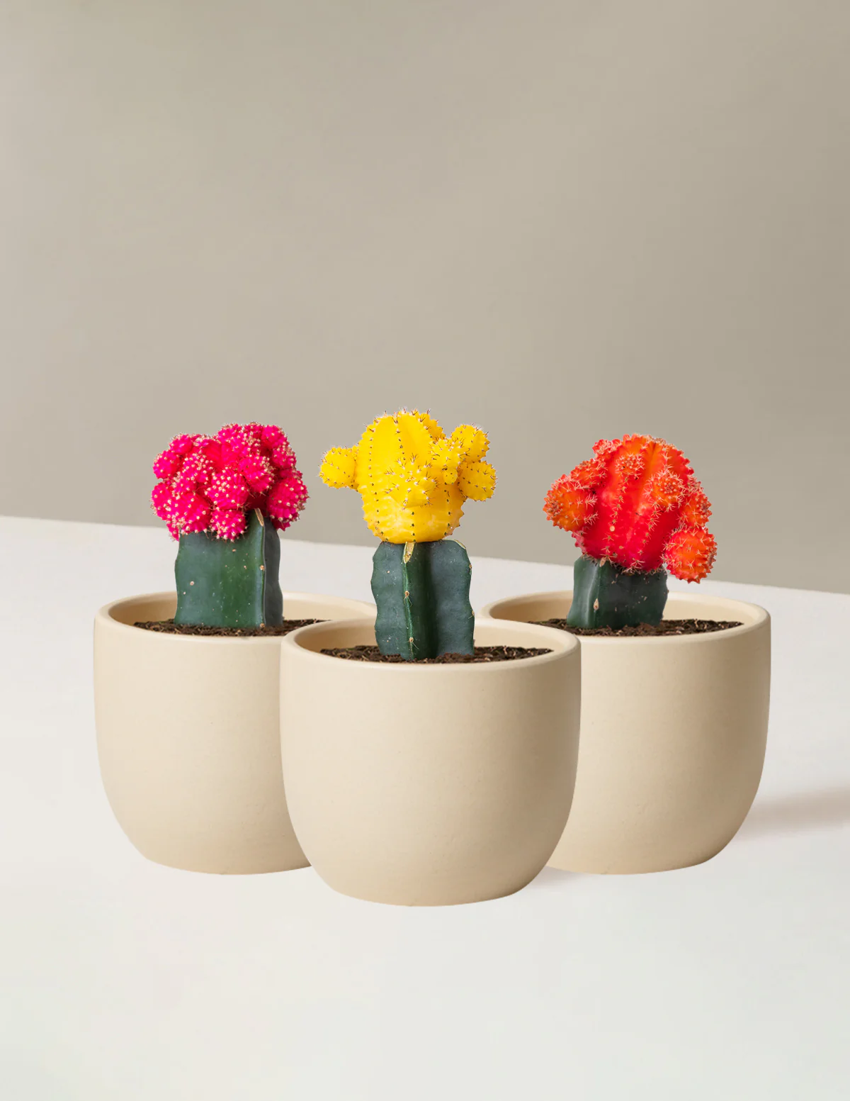 Moon Cactus - Image 8