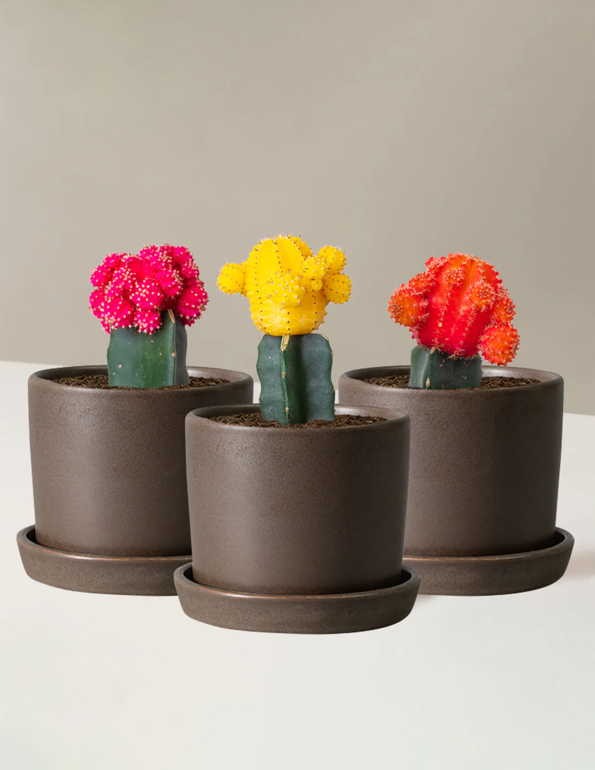Moon Cactus - Image 9