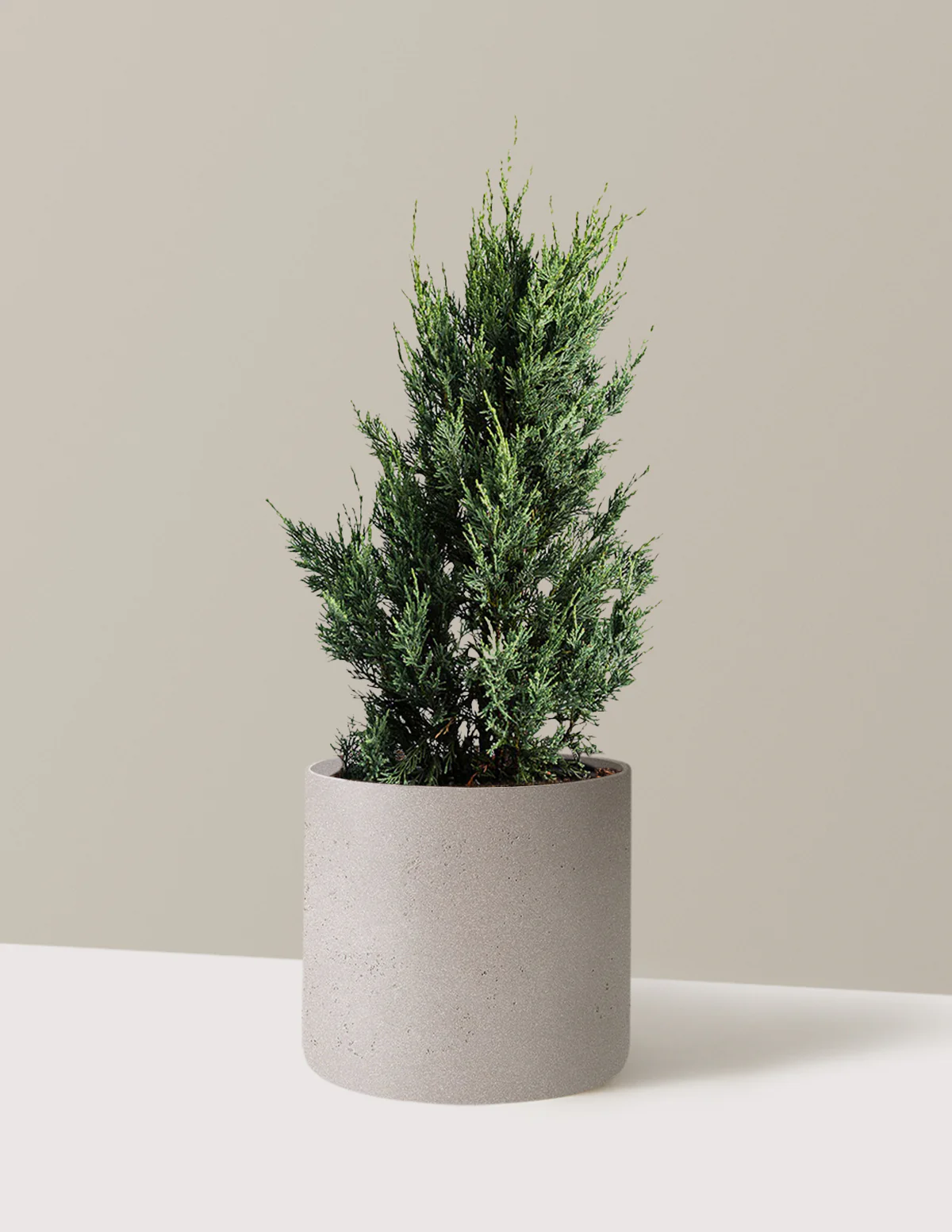 Moonglow Juniper Tree - Image 5