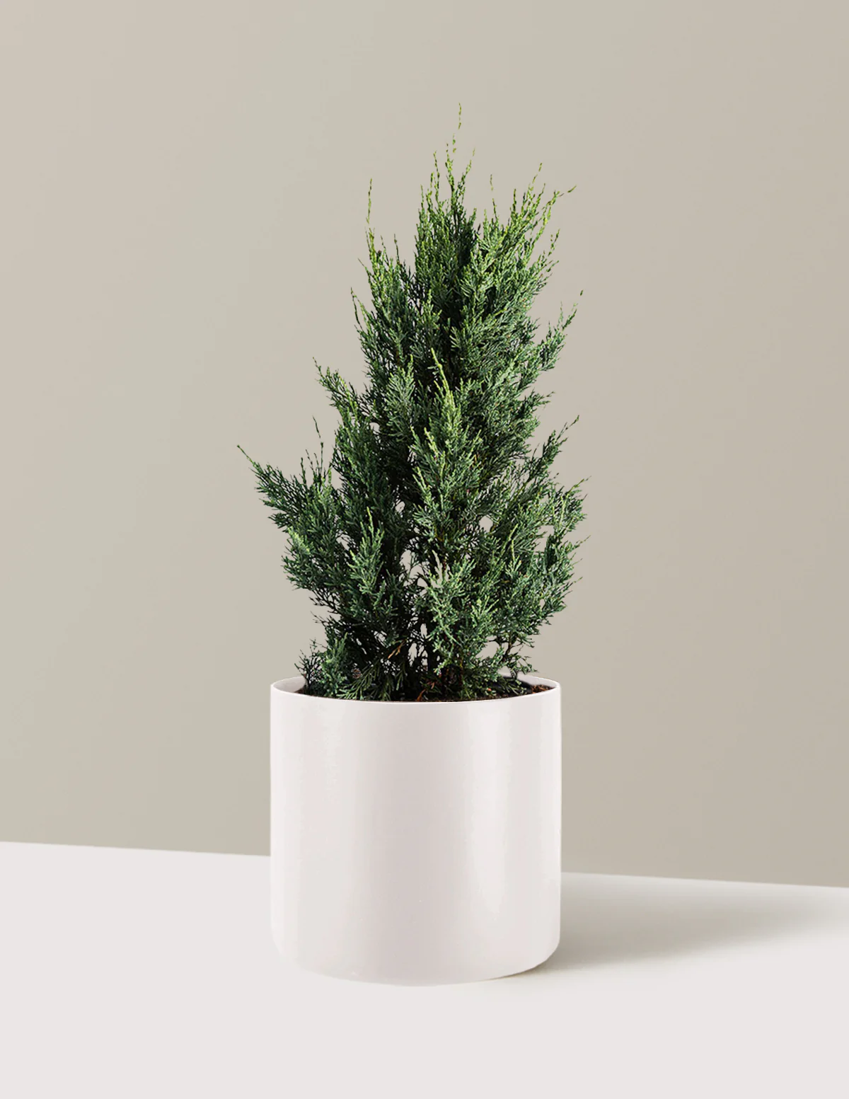 Moonglow Juniper Tree - Image 6