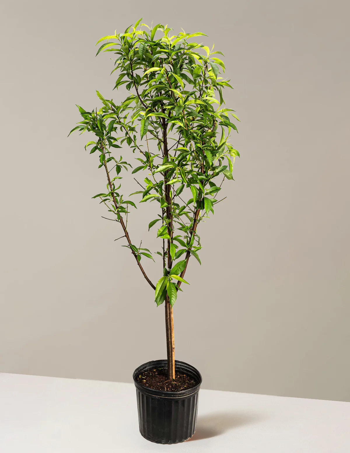 Multi-Fruit Peach Tree - Image 2