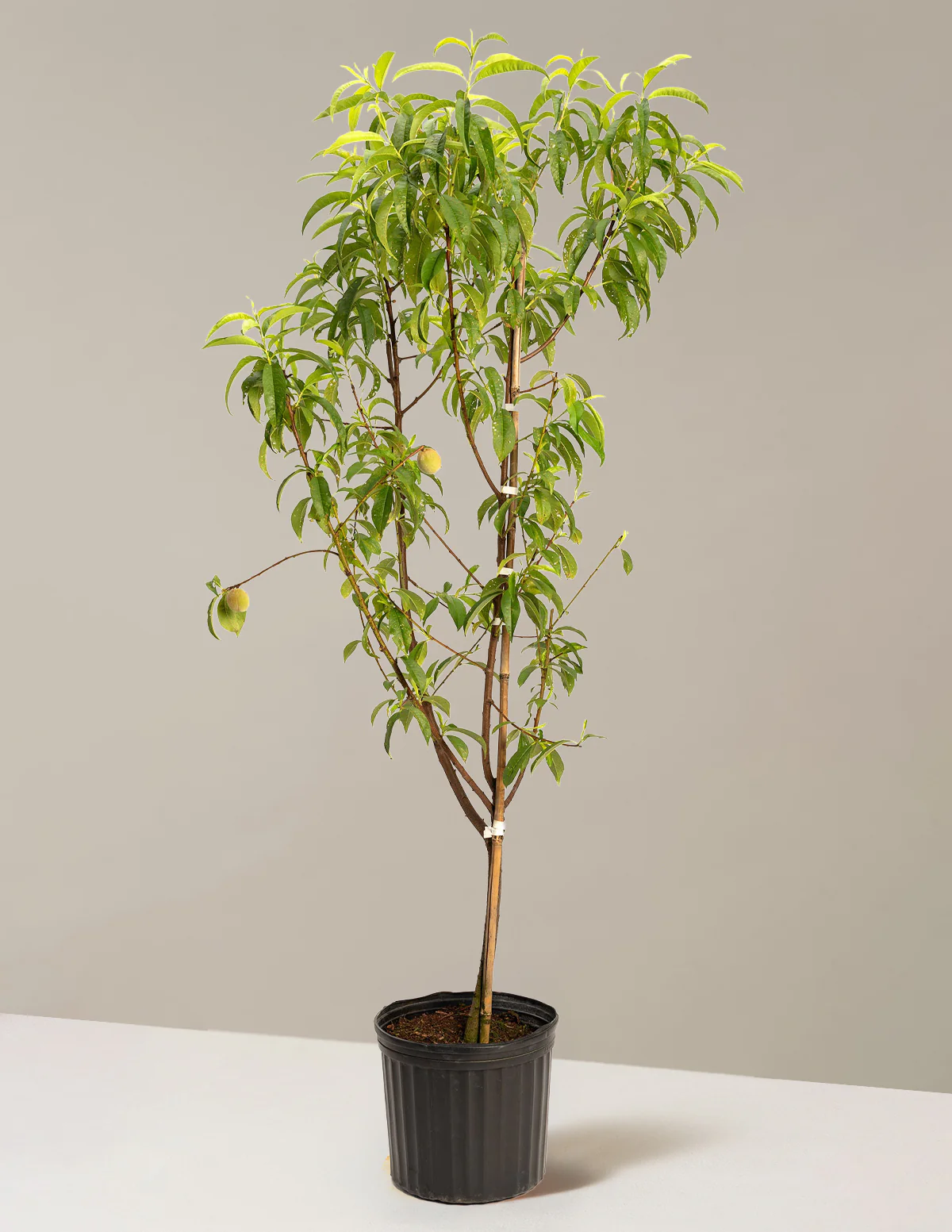 Multi-Fruit Peach Tree - Image 3
