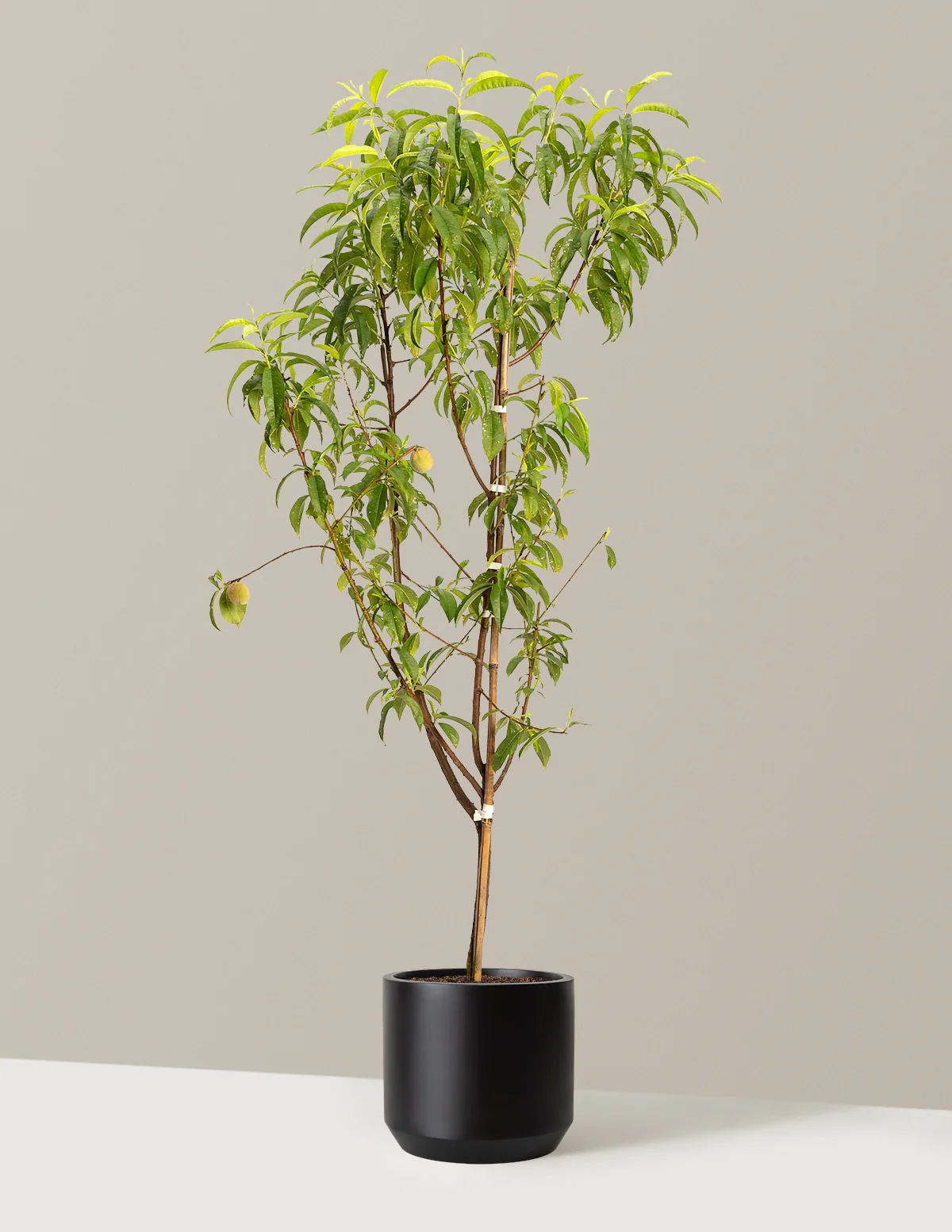 Multi-Fruit Peach Tree - Image 4