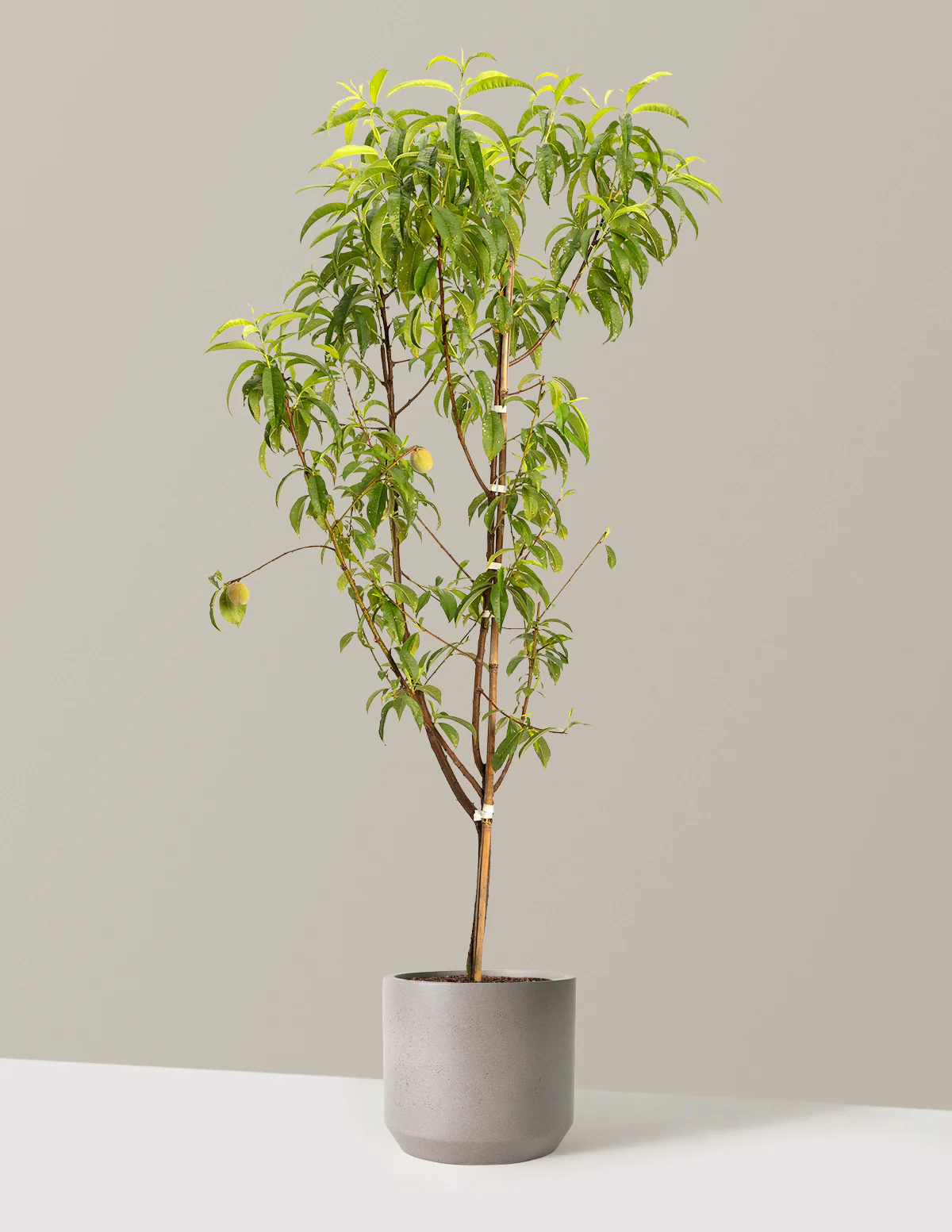 Multi-Fruit Peach Tree - Image 5