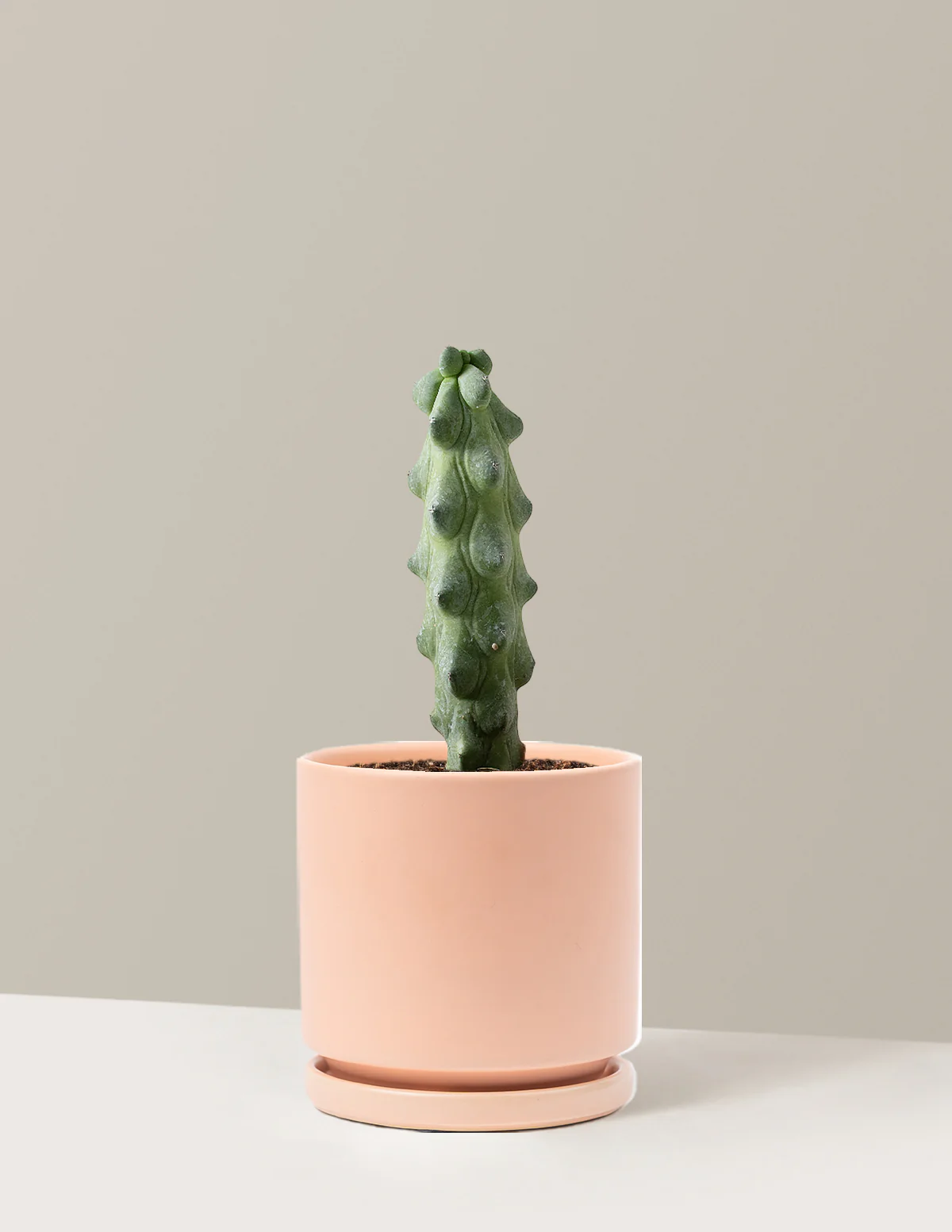 Boobie Cactus - Image 10