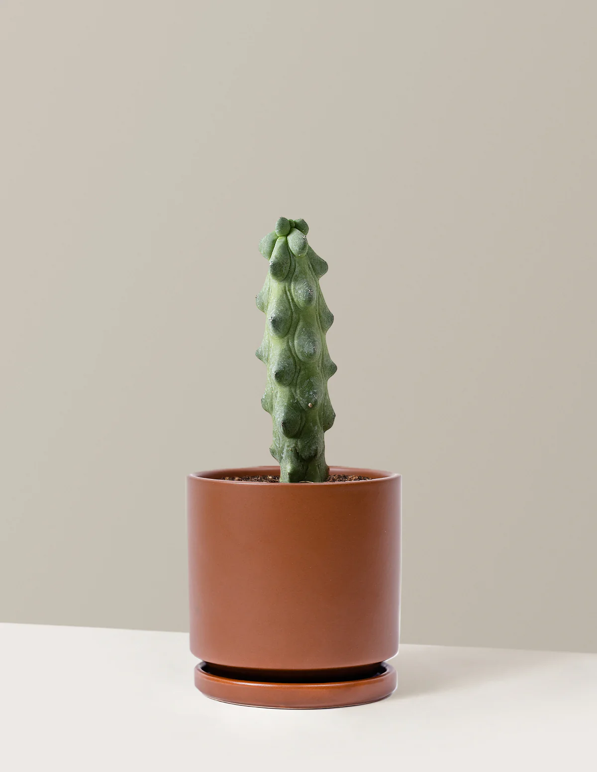 Boobie Cactus - Image 11