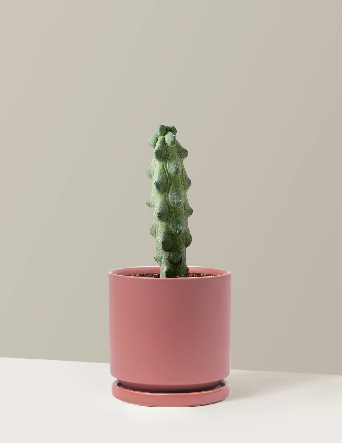 Boobie Cactus - Image 12