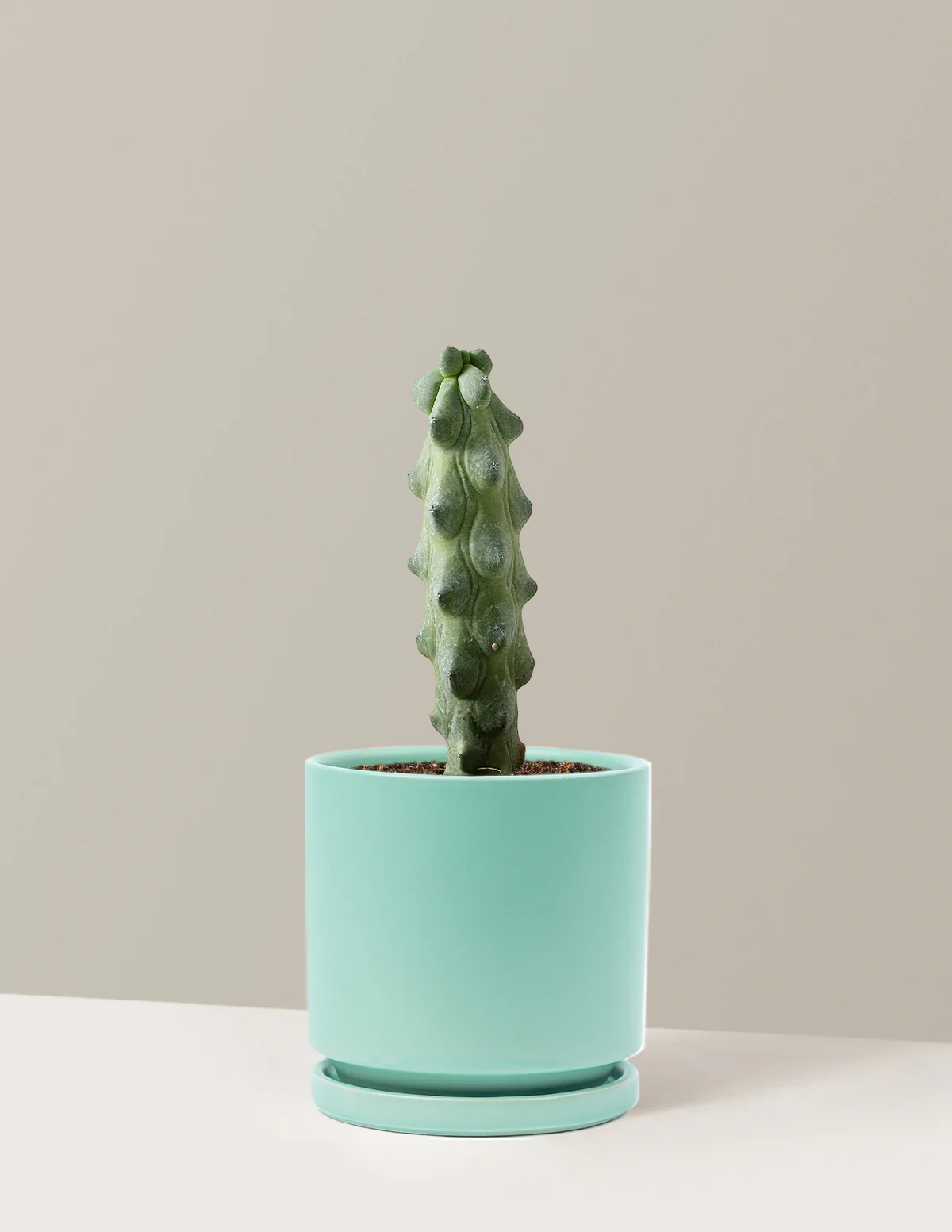 Boobie Cactus - Image 13