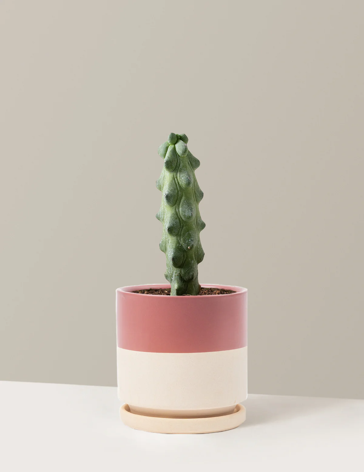Boobie Cactus - Image 14