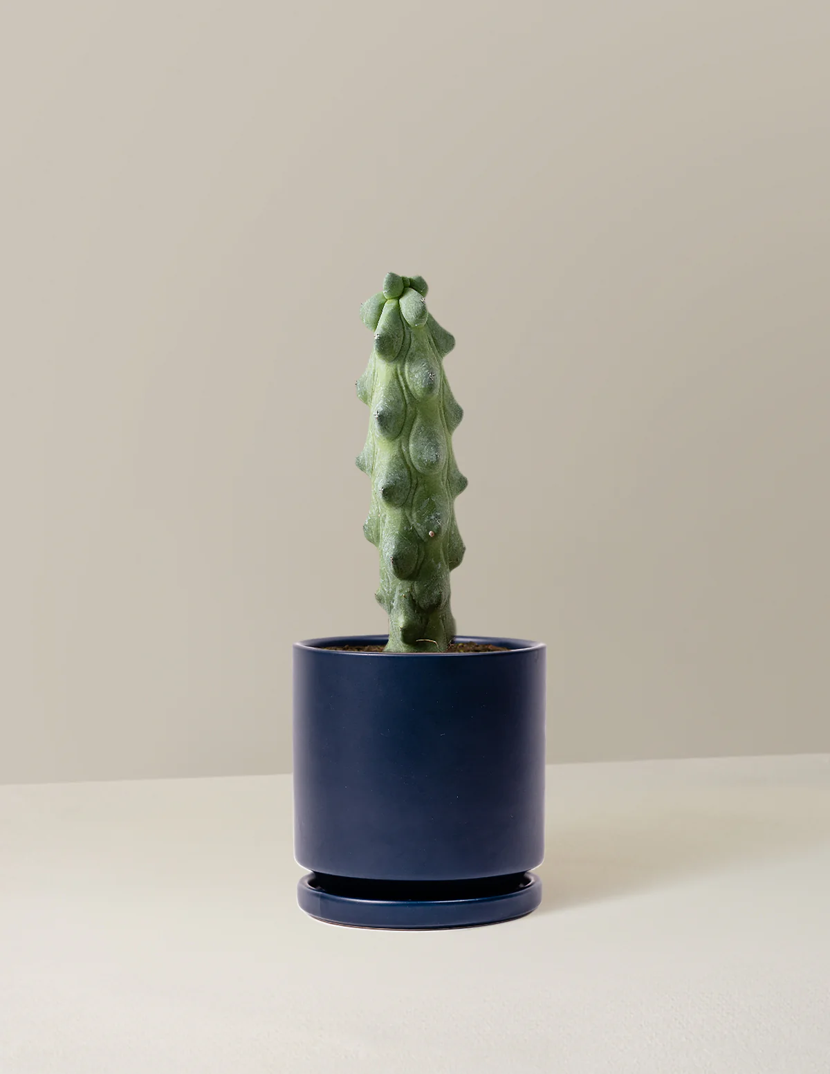 Boobie Cactus - Image 15