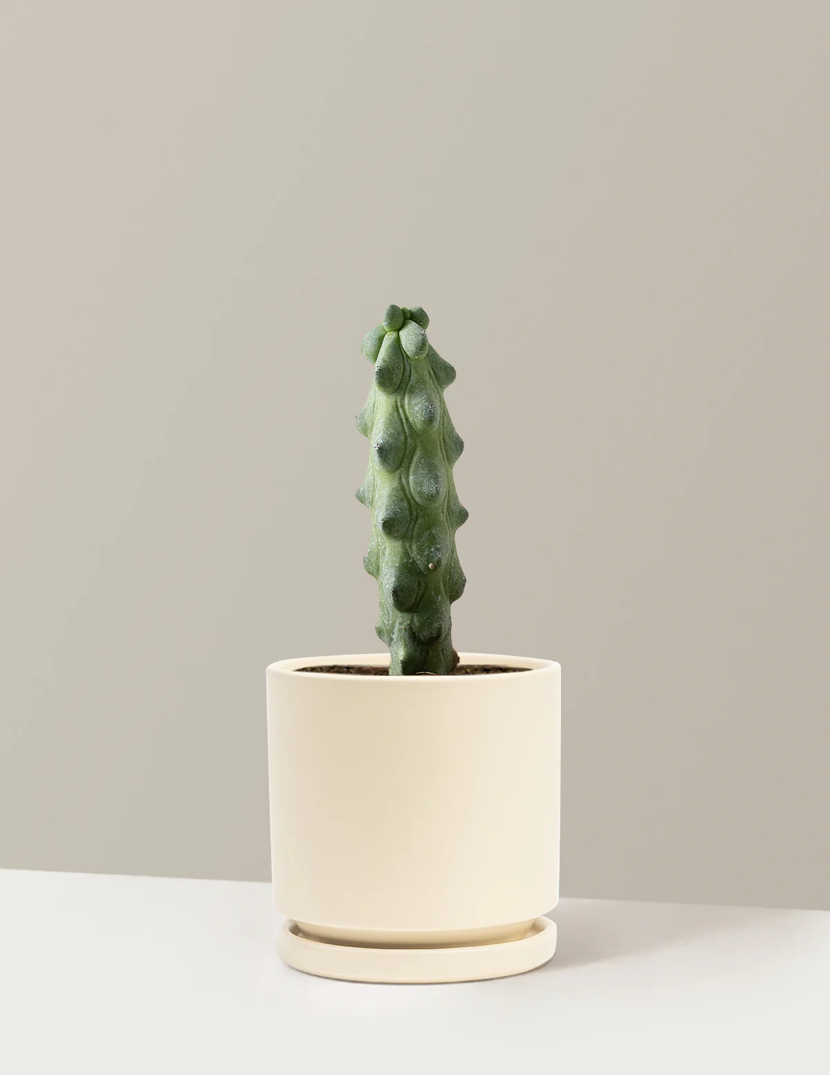 Boobie Cactus - Image 16