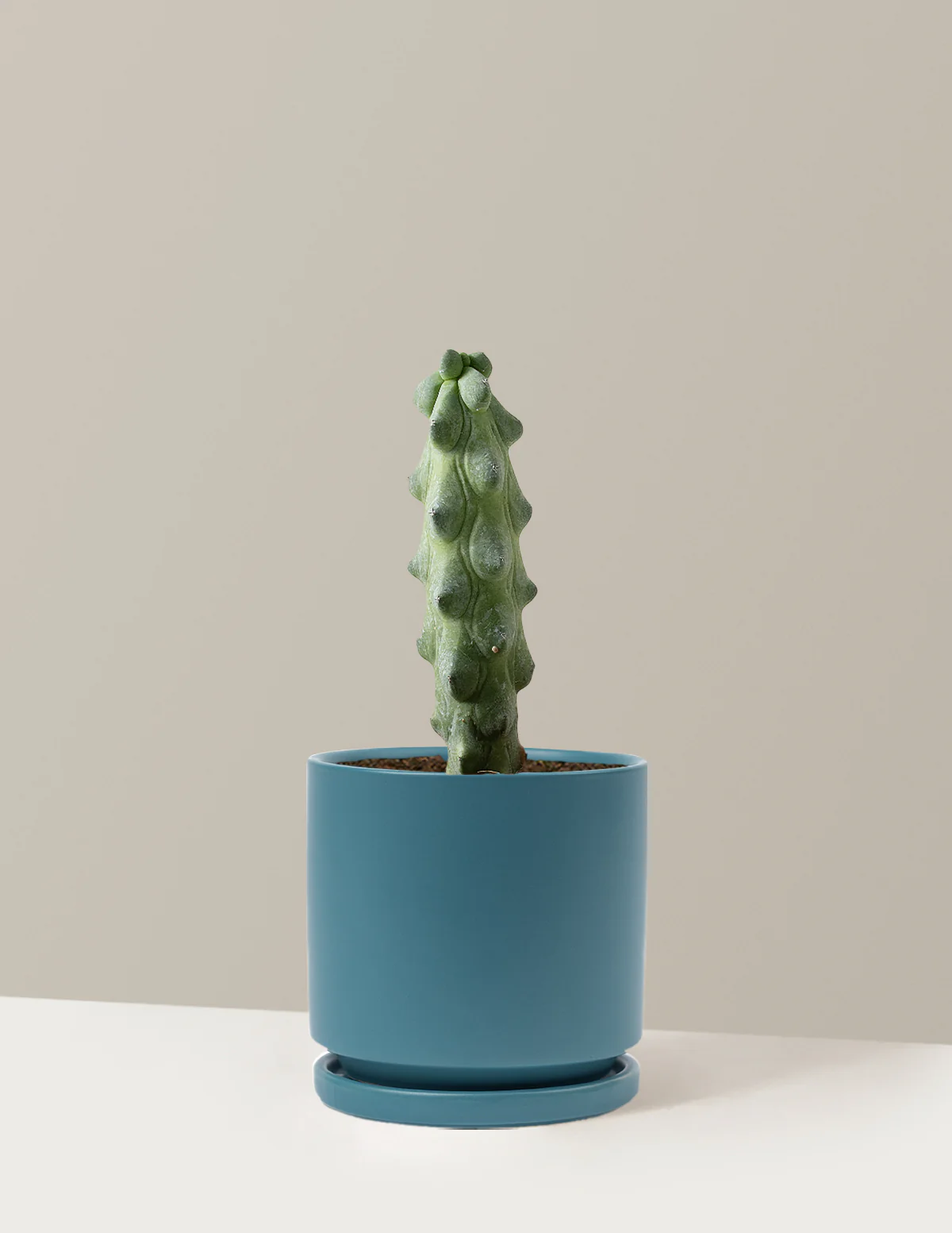 Boobie Cactus - Image 17